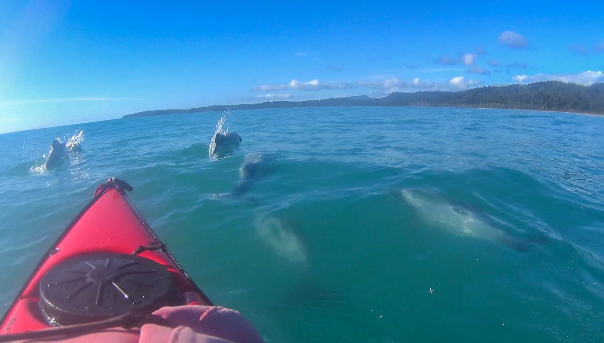 Dolphins!