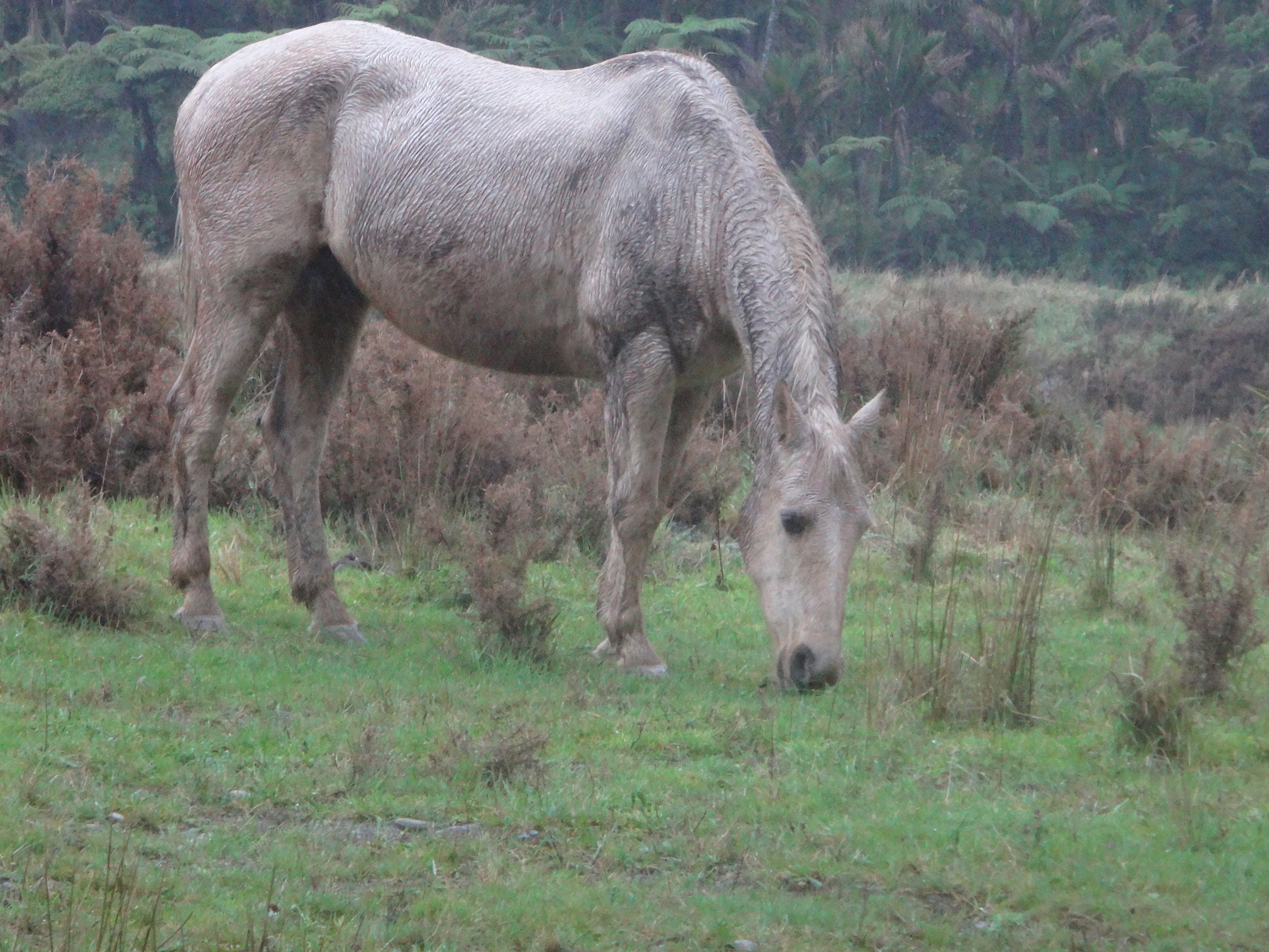 Horse friend