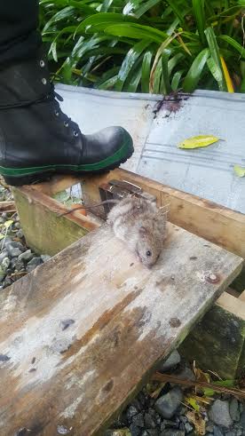 Catching Rats.