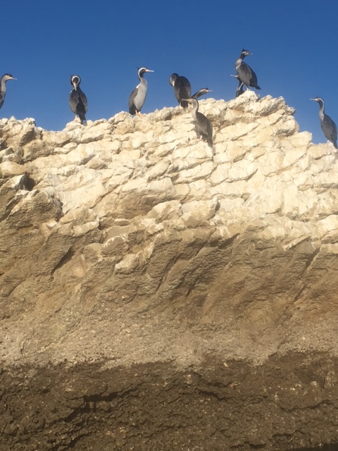 Sunbathing Shags.