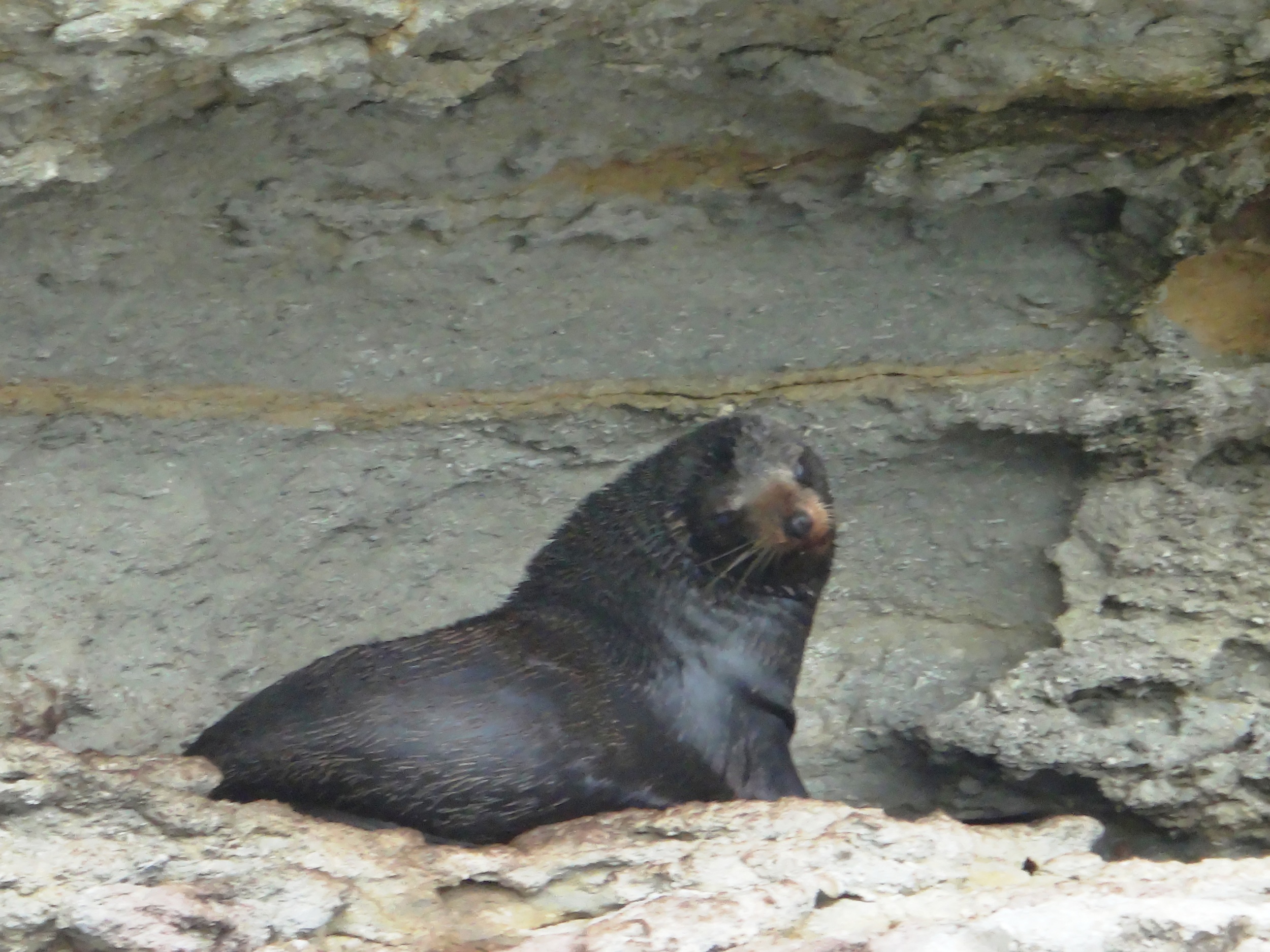 My seal mate.
