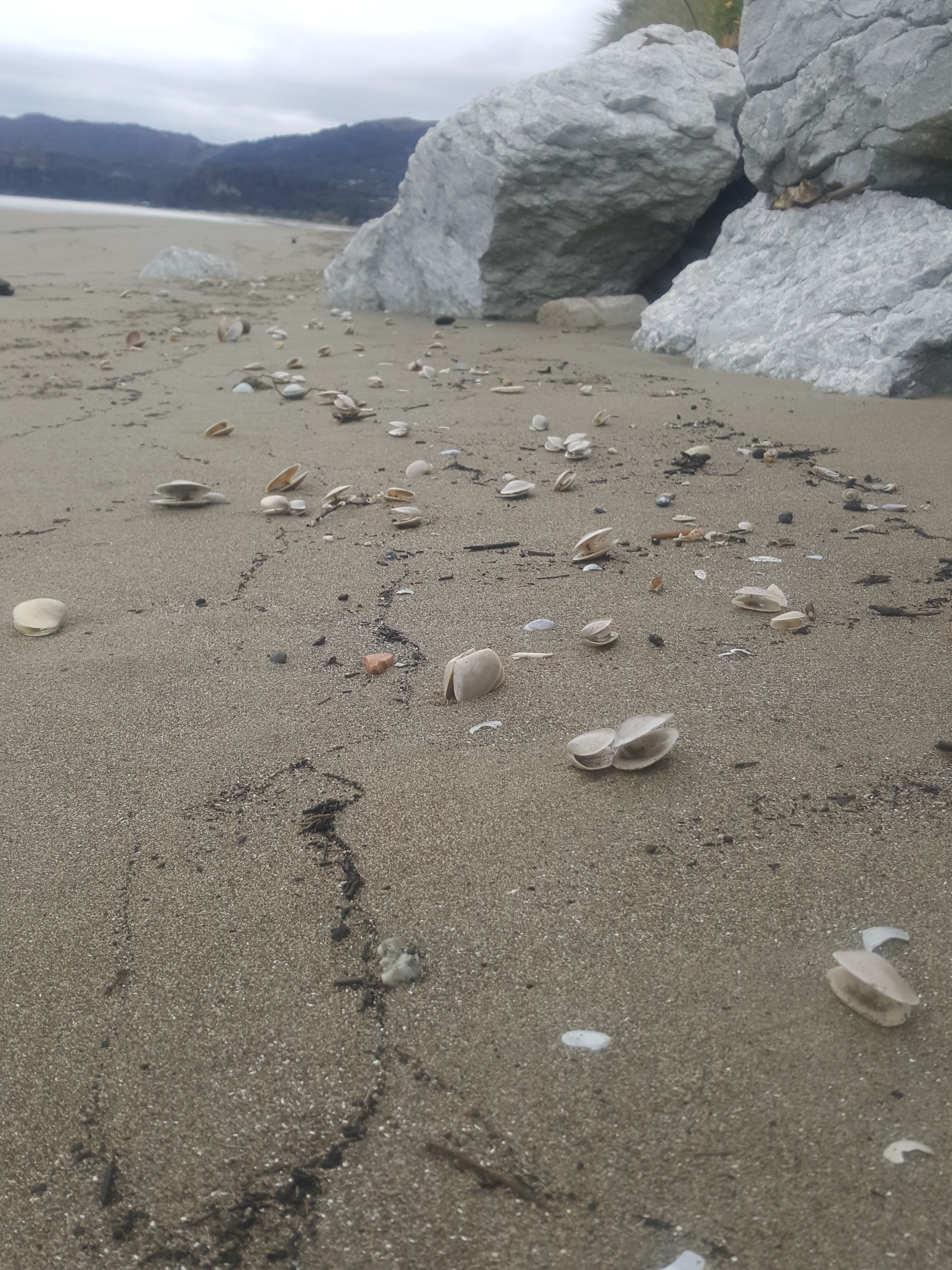 Open shells from the birds.