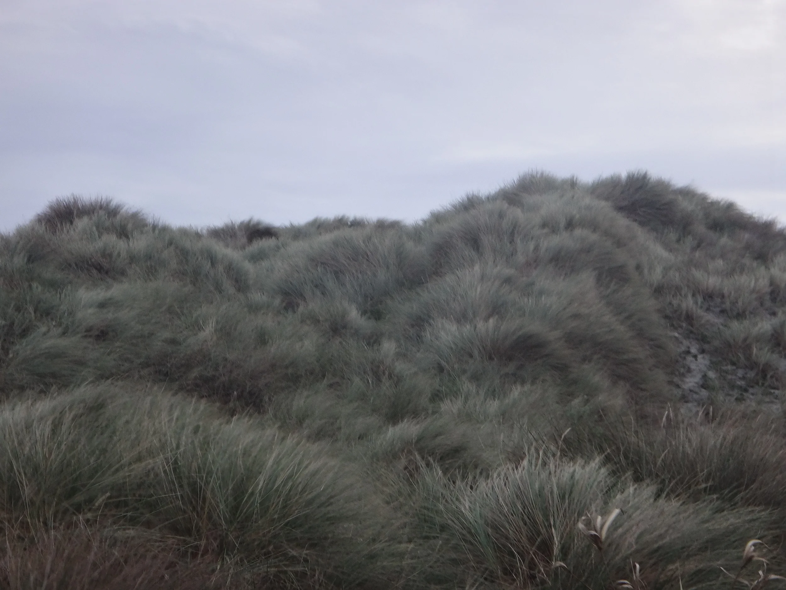 Sand dunes on my beach.