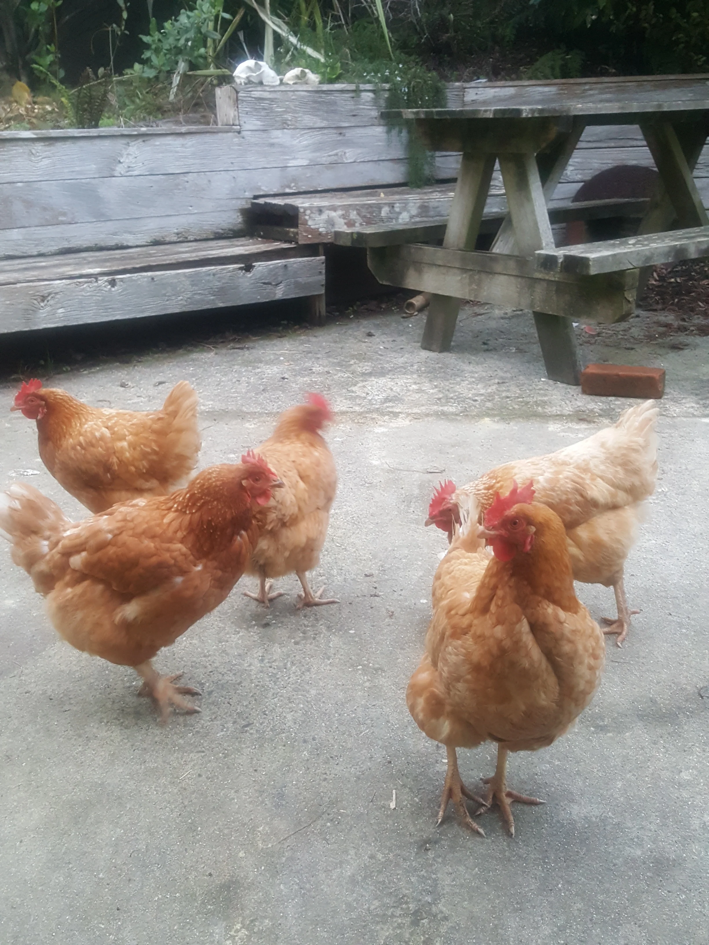 My mates the chickens.