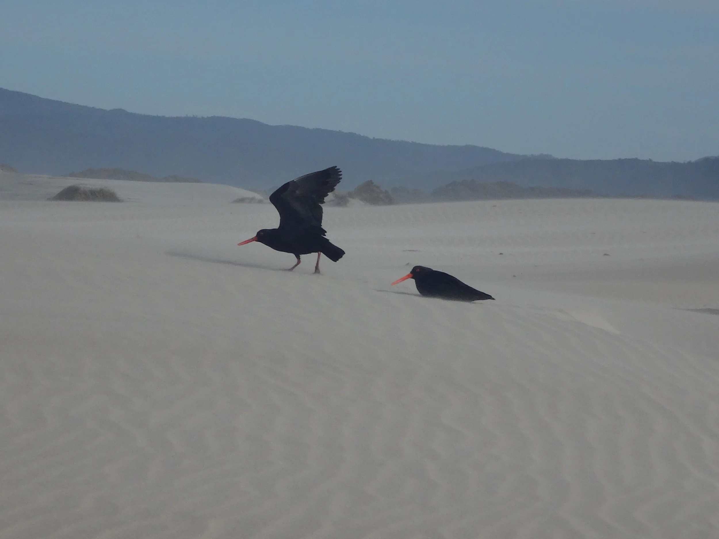 Oyster Catchers.