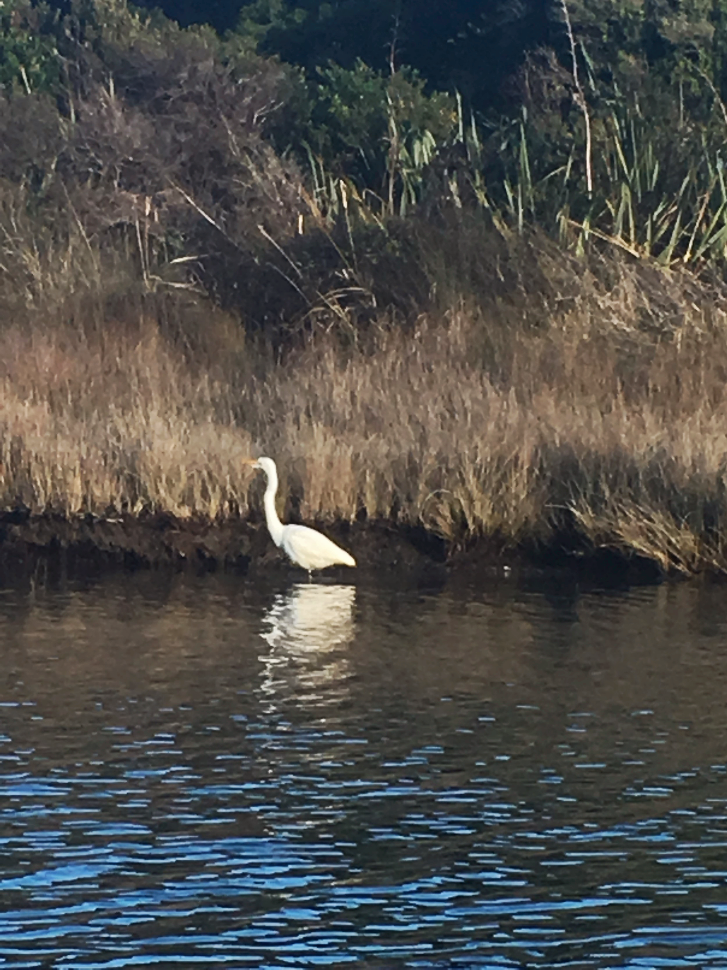 White Heron, as close as I could get.