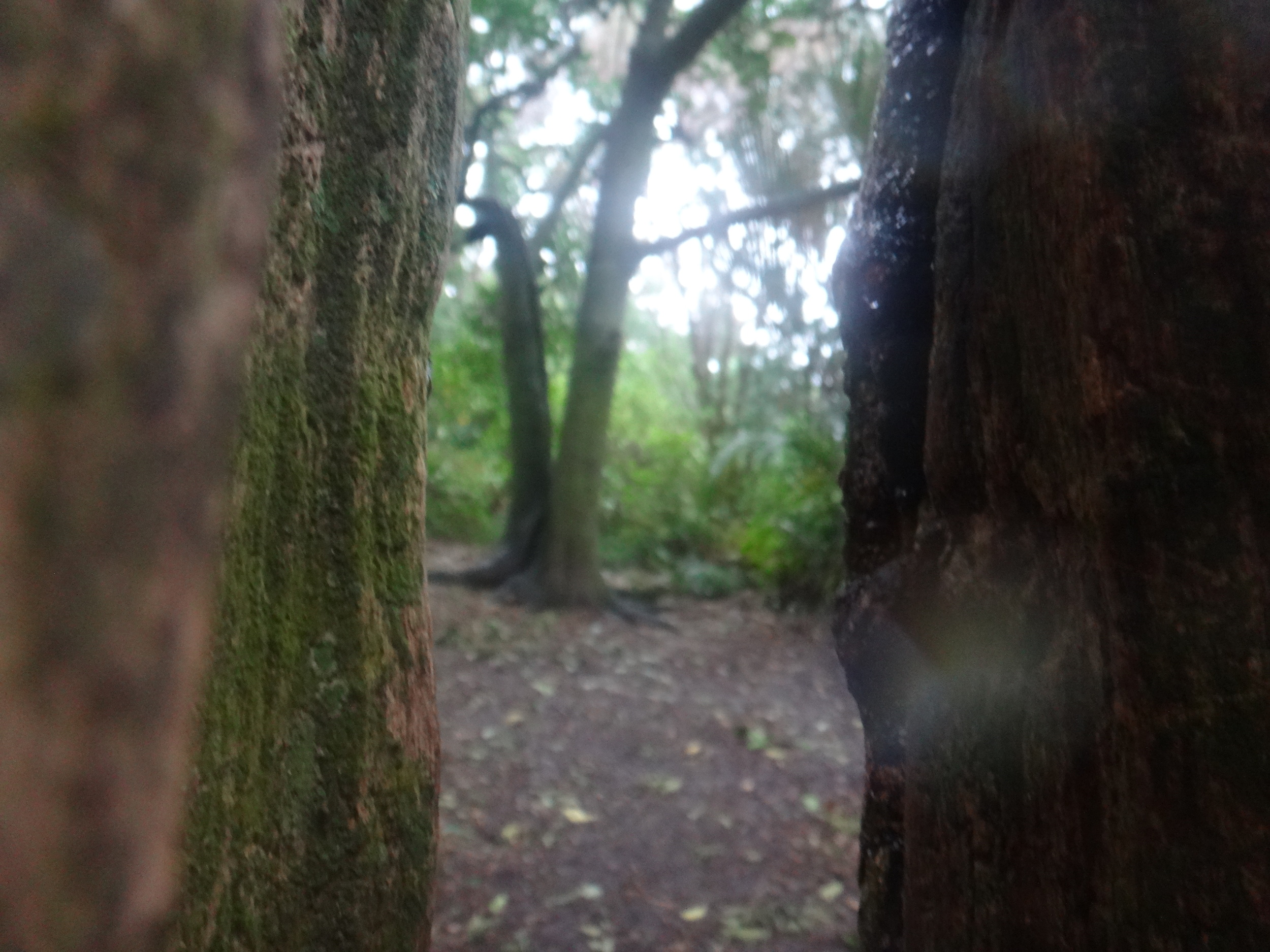 Looking at my old Karaka Trees.