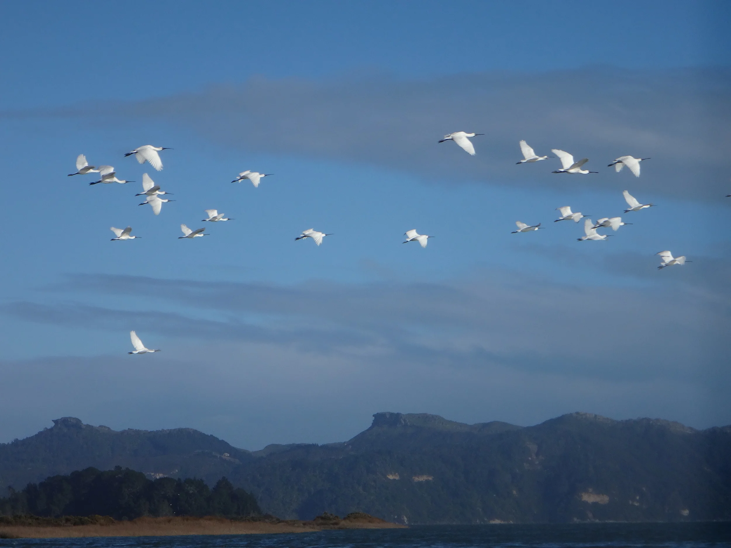 Spoonbills.