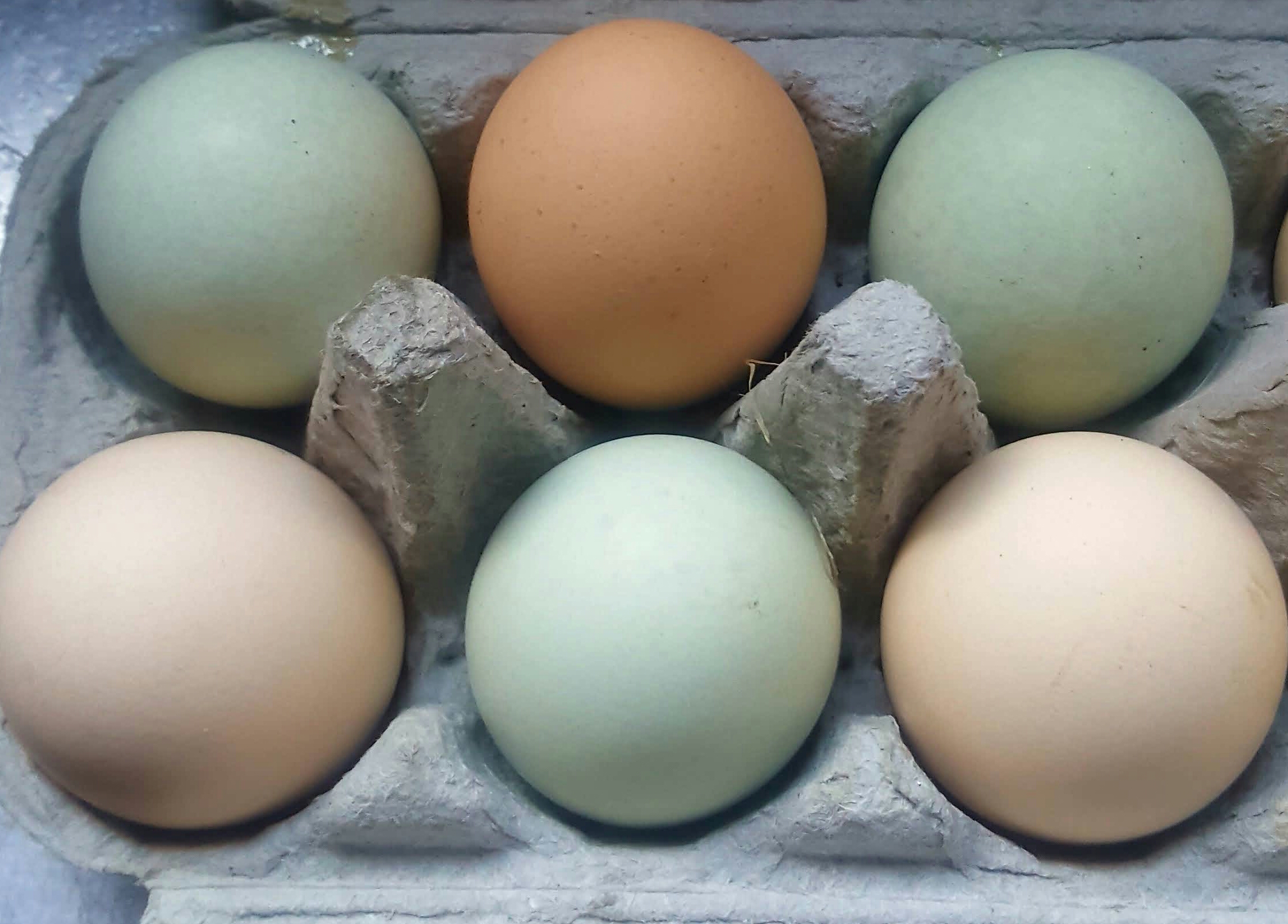 My blue chicken eggs.