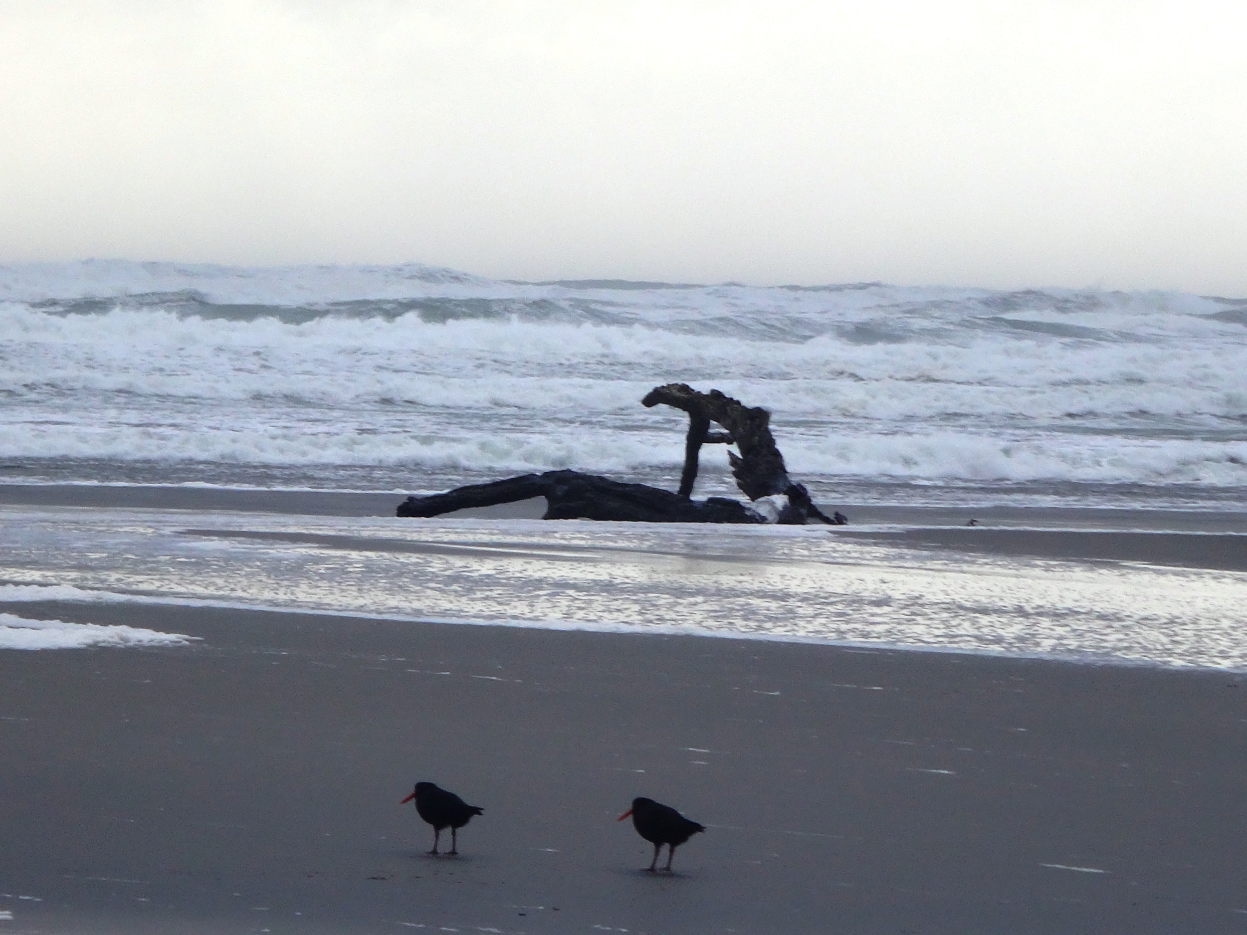 These two are on this beach every day.
