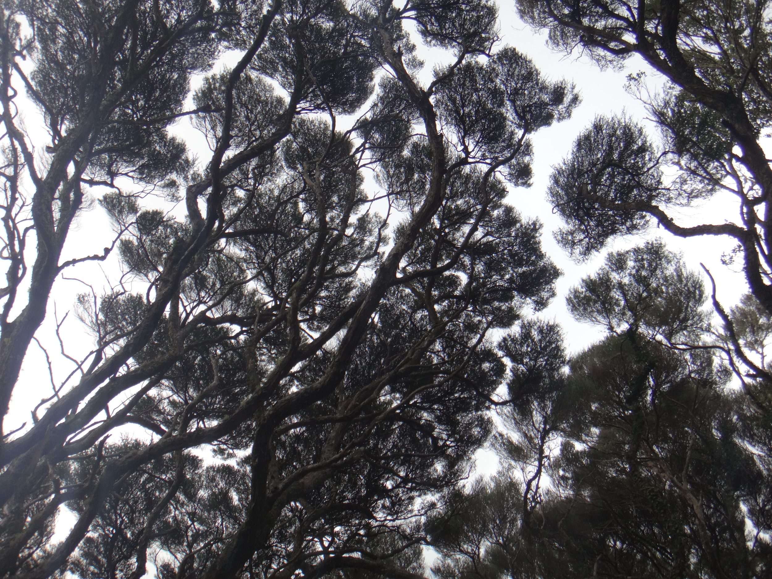 Manuka looking like black lace in the skies.