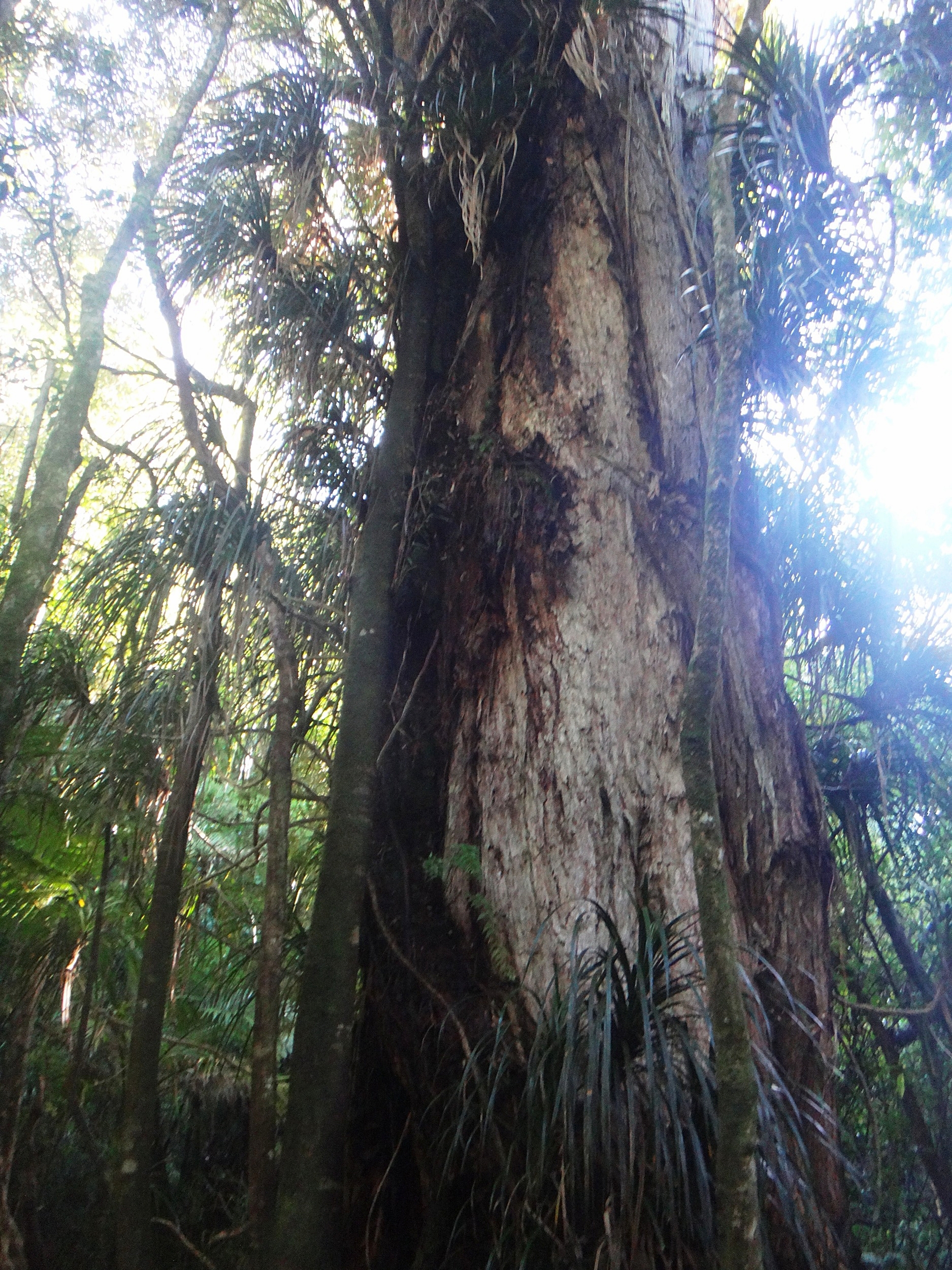 Huge Tree.