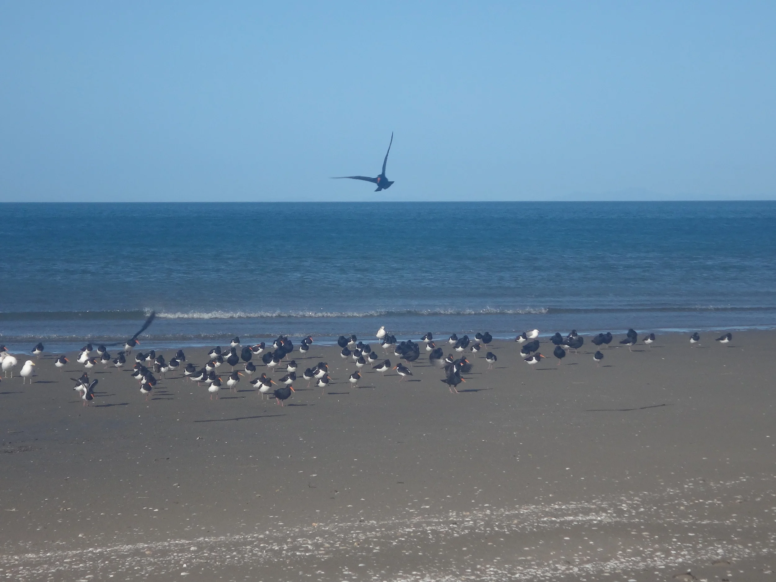 Pakawau Beach.