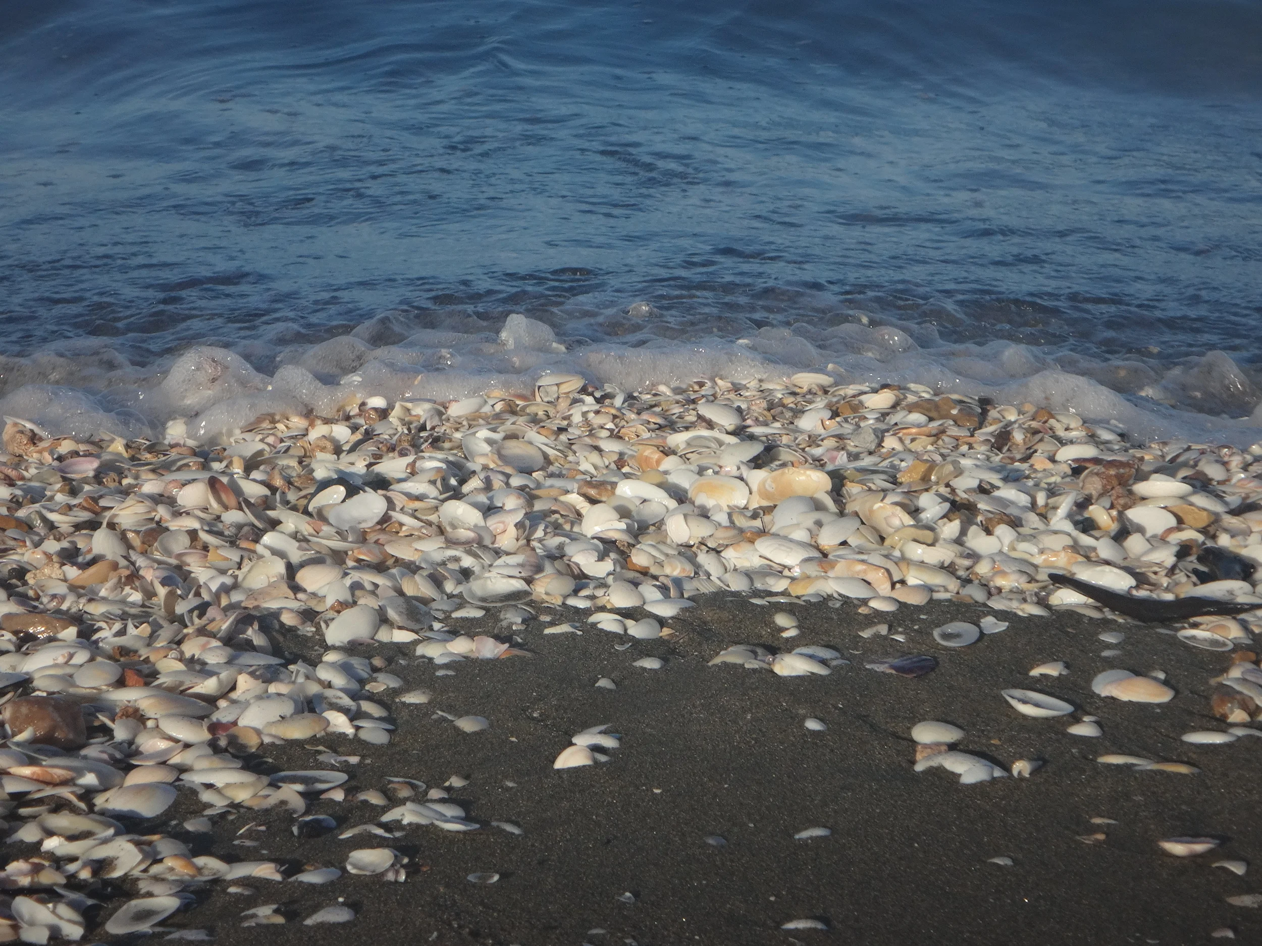 Seashells everywhere.