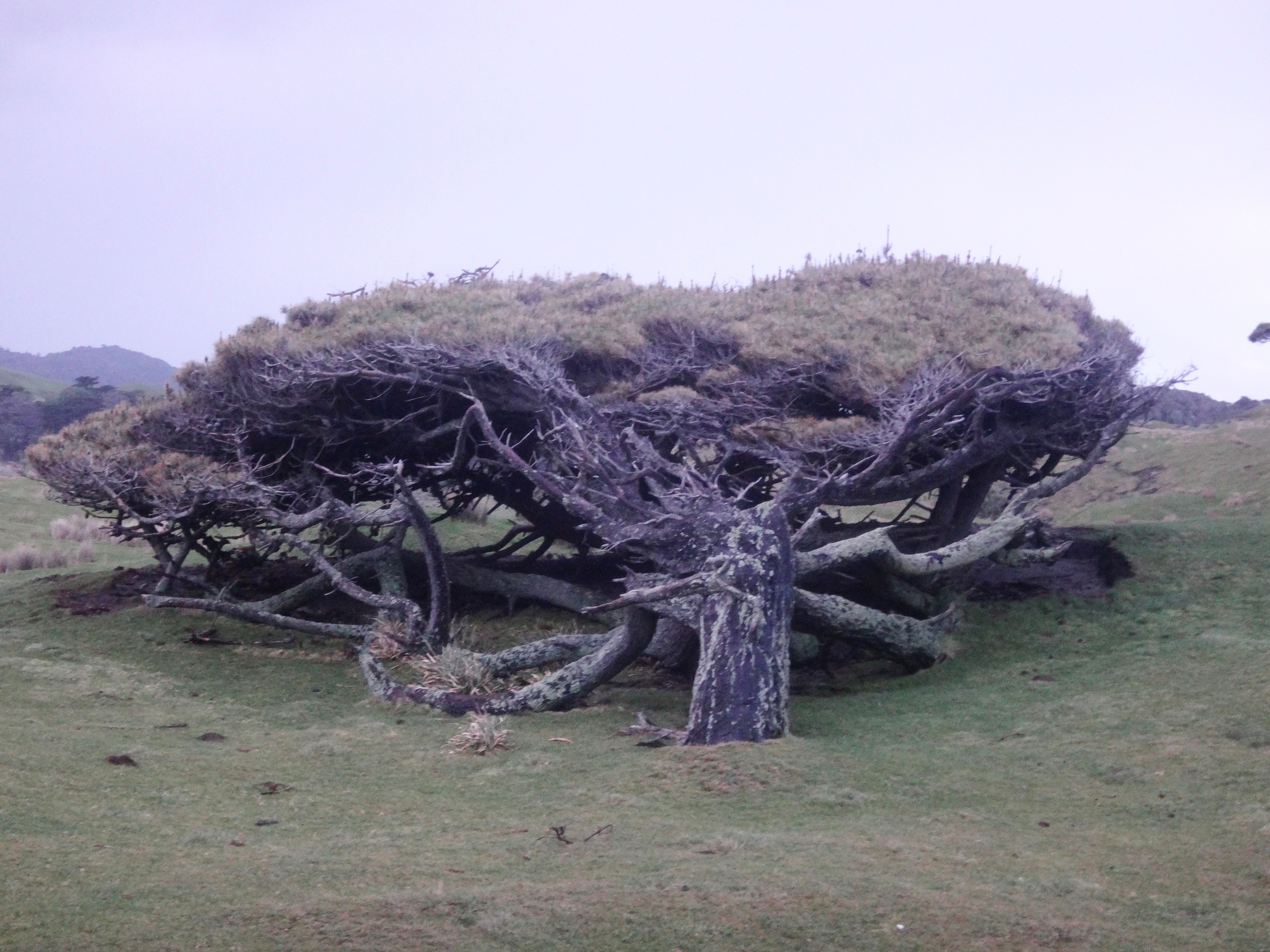 Wind blown Pine Tree.