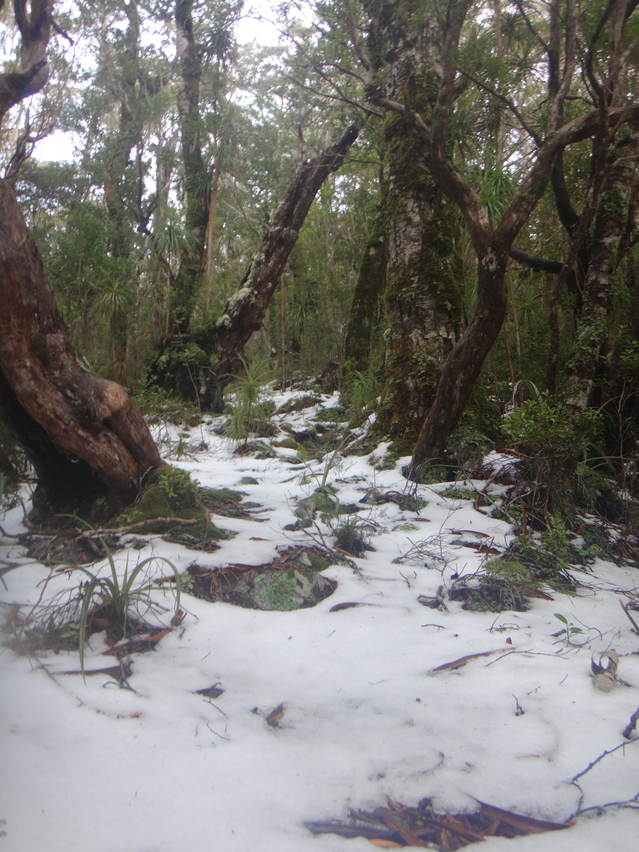 Snow is very pretty.