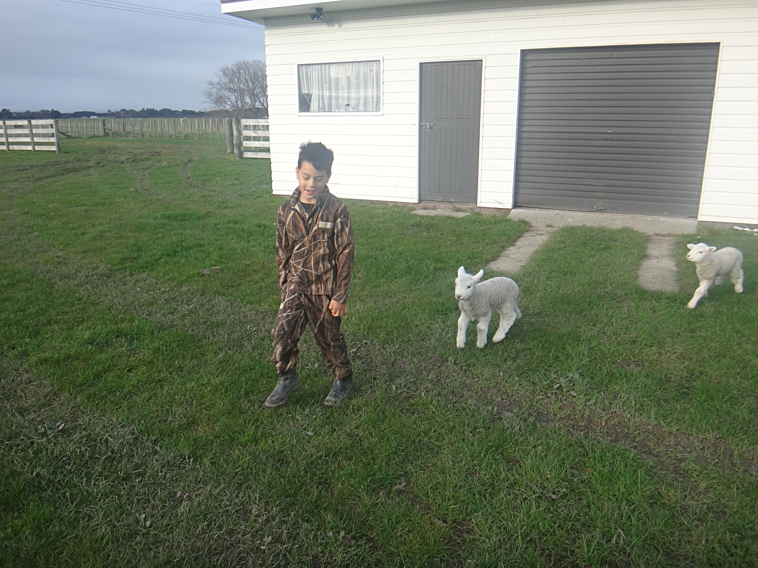 Pet lambs playing.