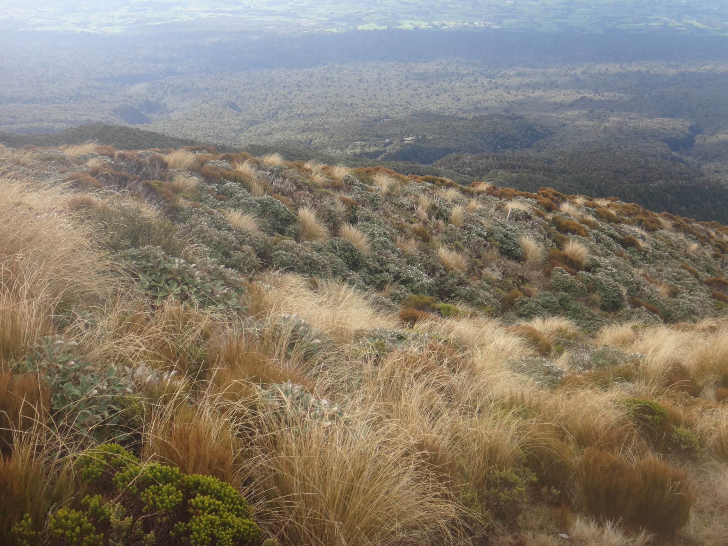 Tussock. Alpine scenery.