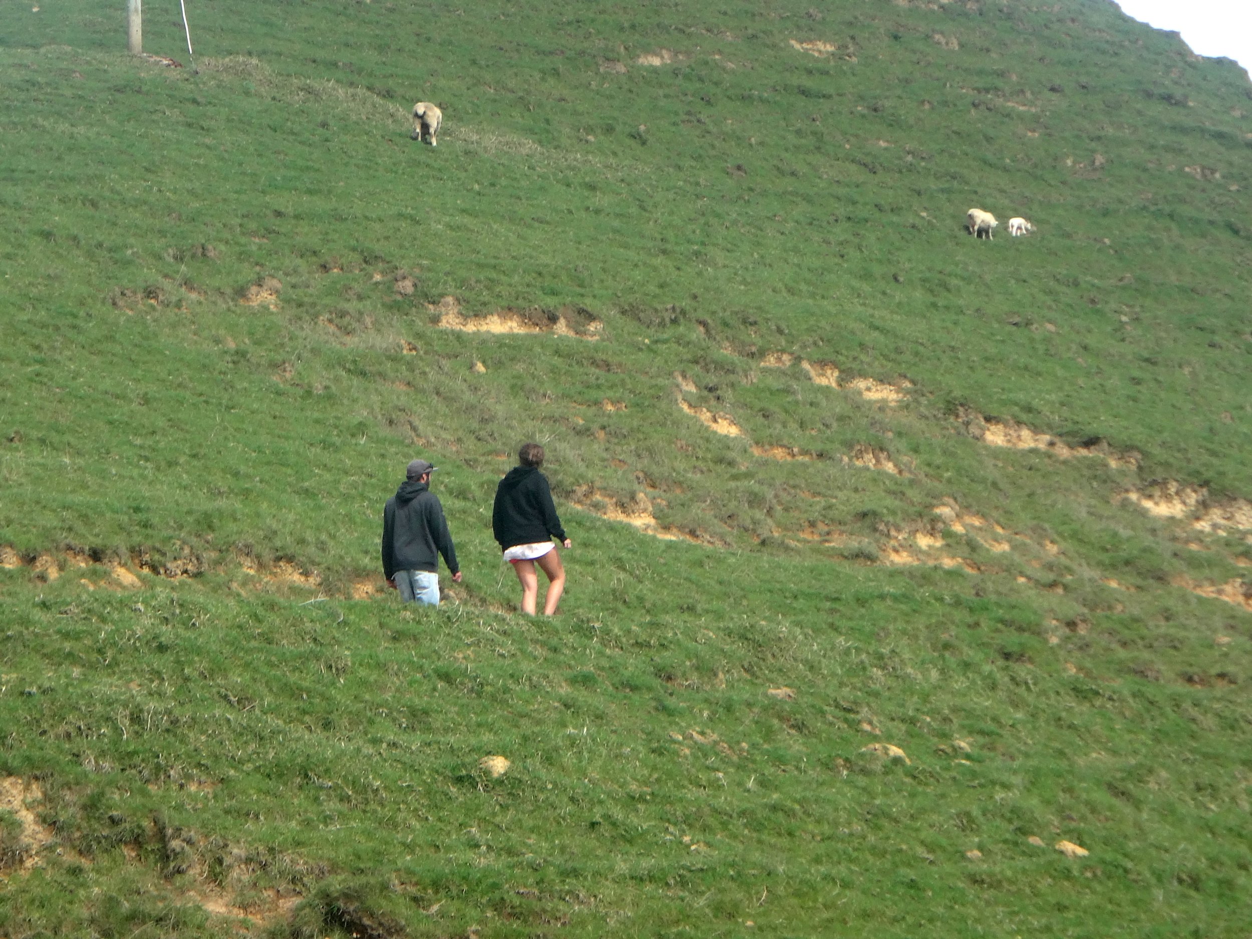 Anna determined to get closer to the lambs.