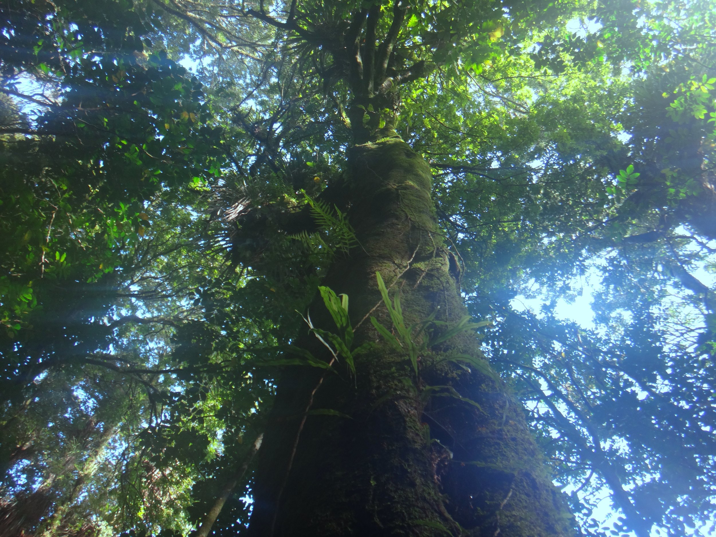 Huge, beautiful and calming trees.