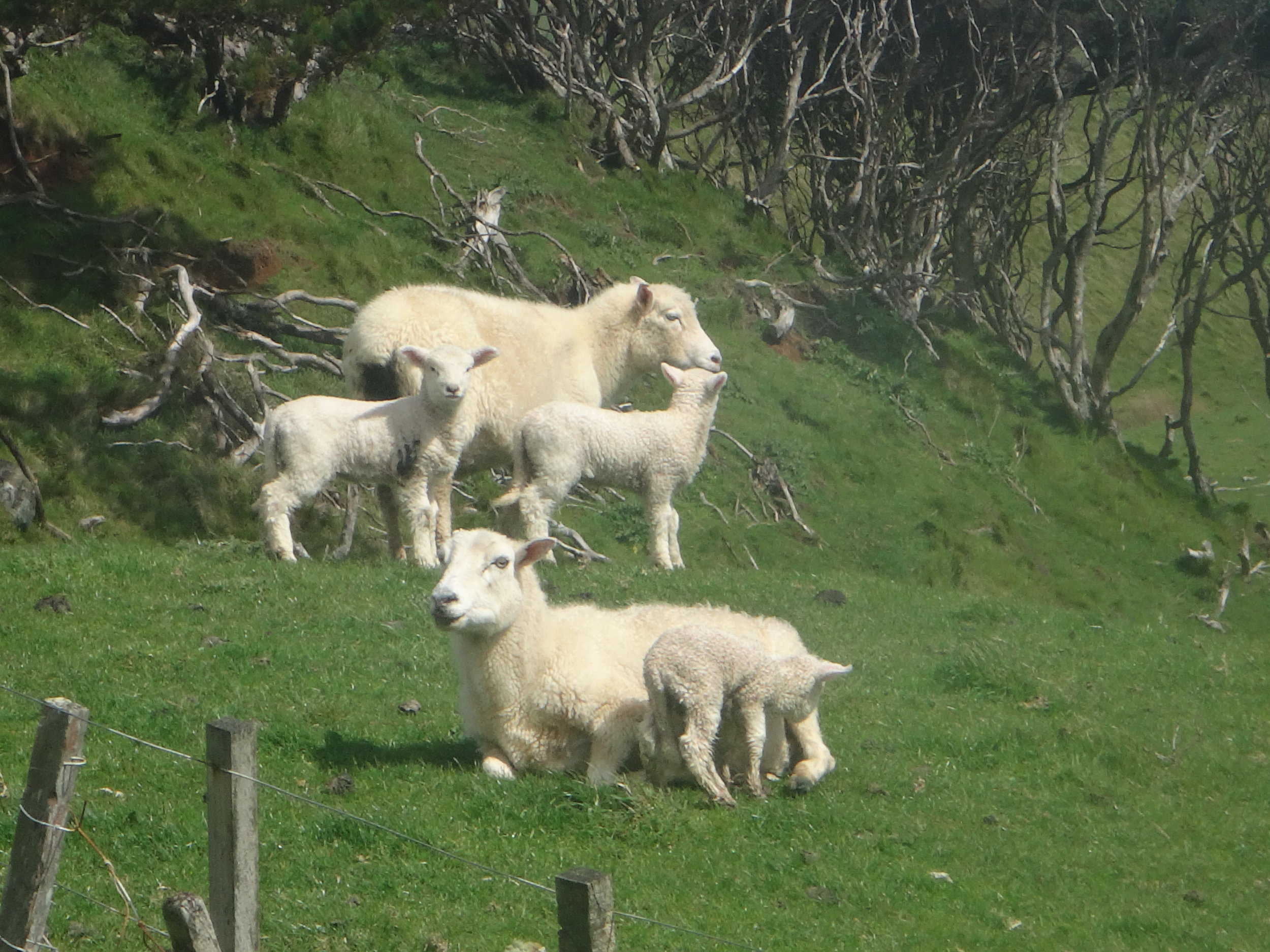 Lambs and the green pastures.