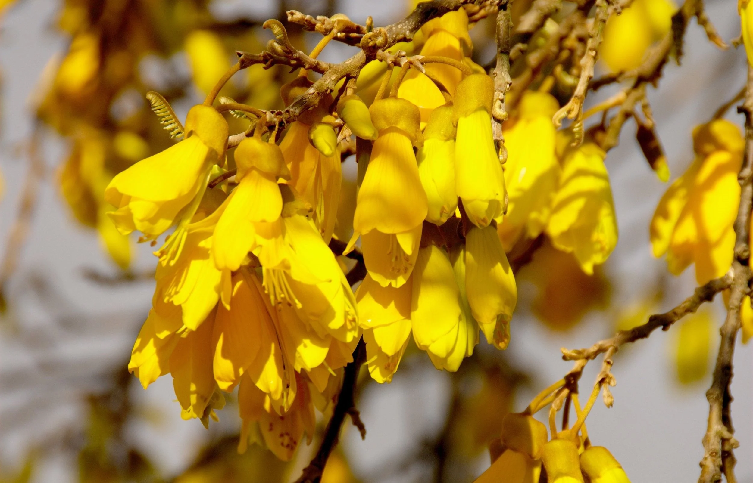 Kohwai flowers.