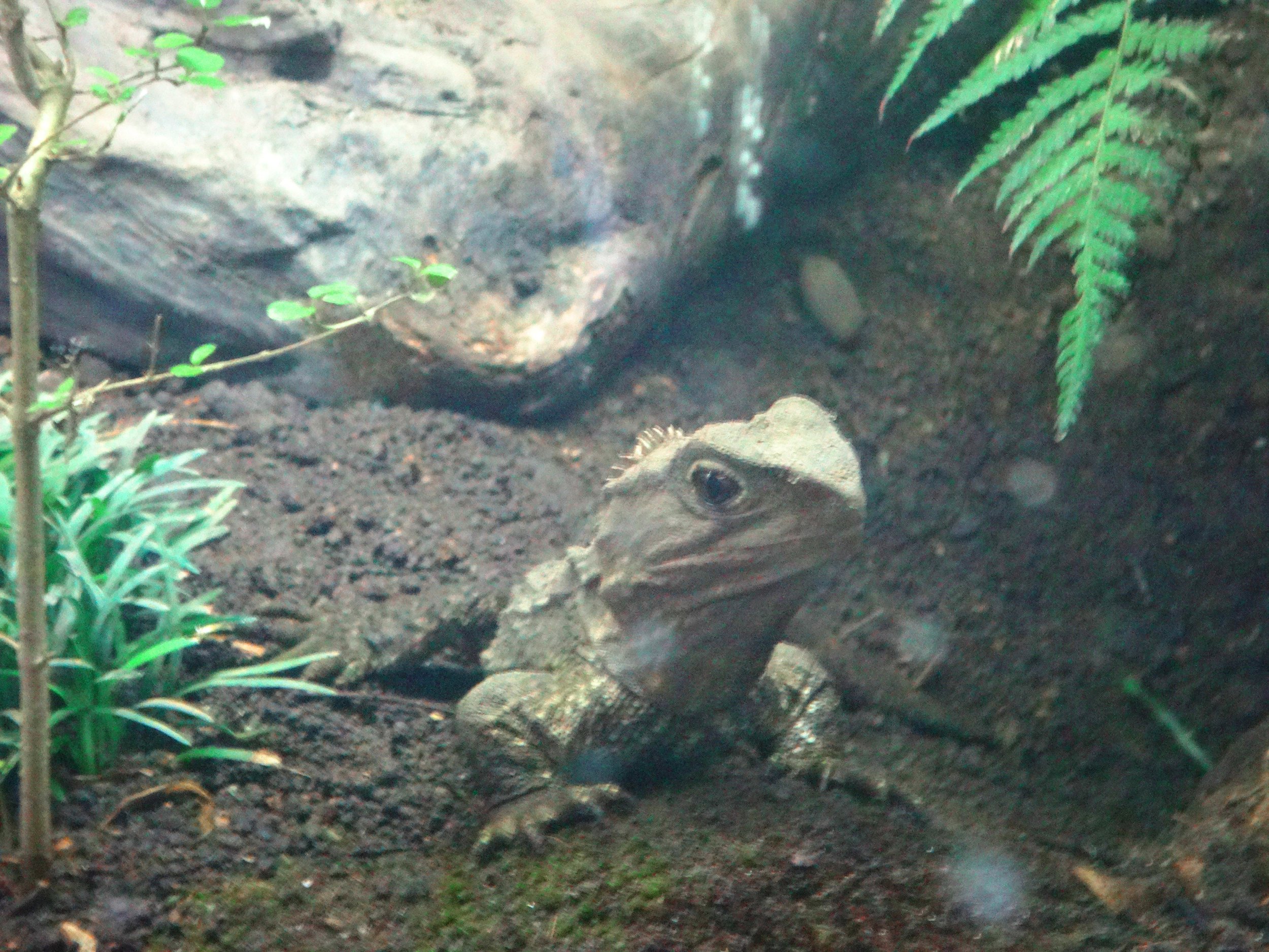 Tuatara at Kiwi House.