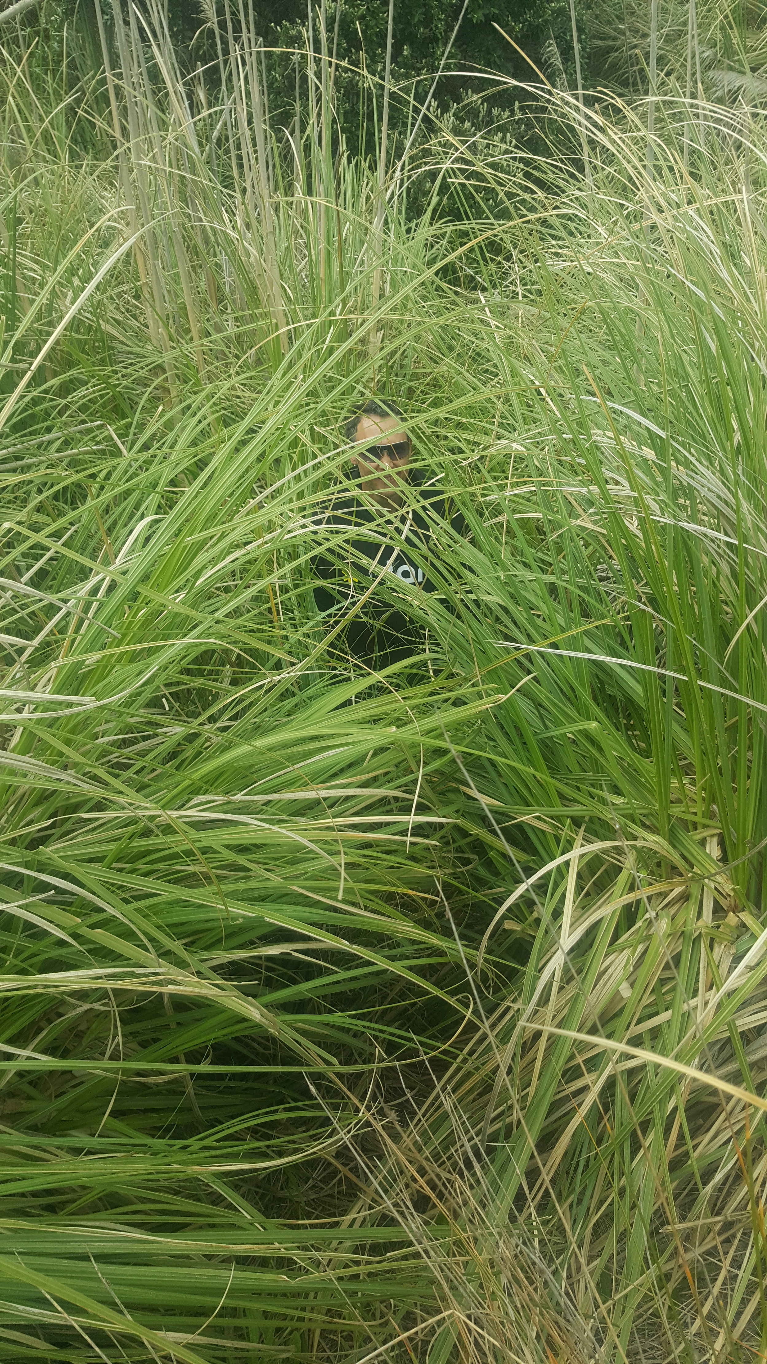Tall, tall grasses.