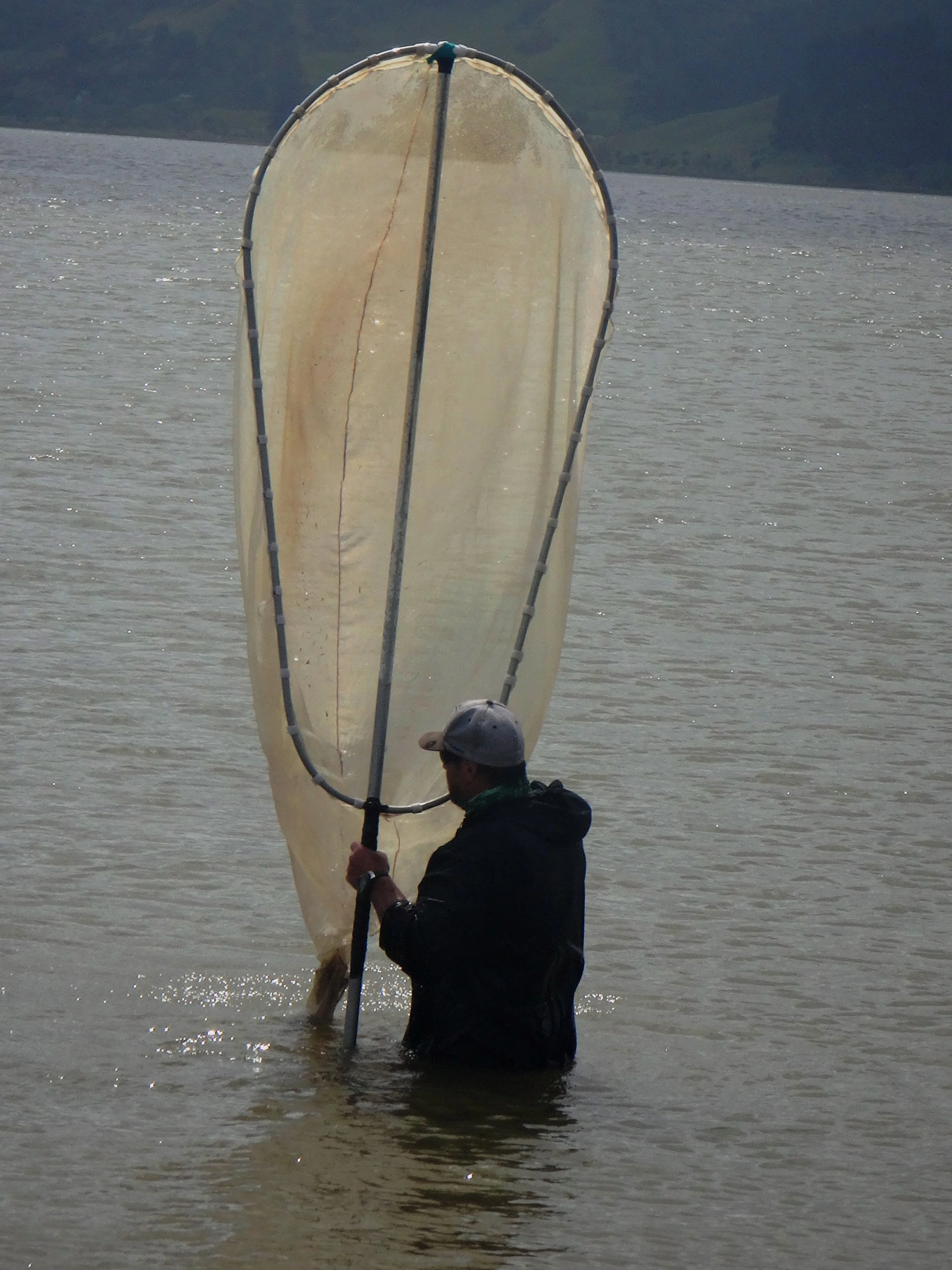 Whitebait scooper at work.