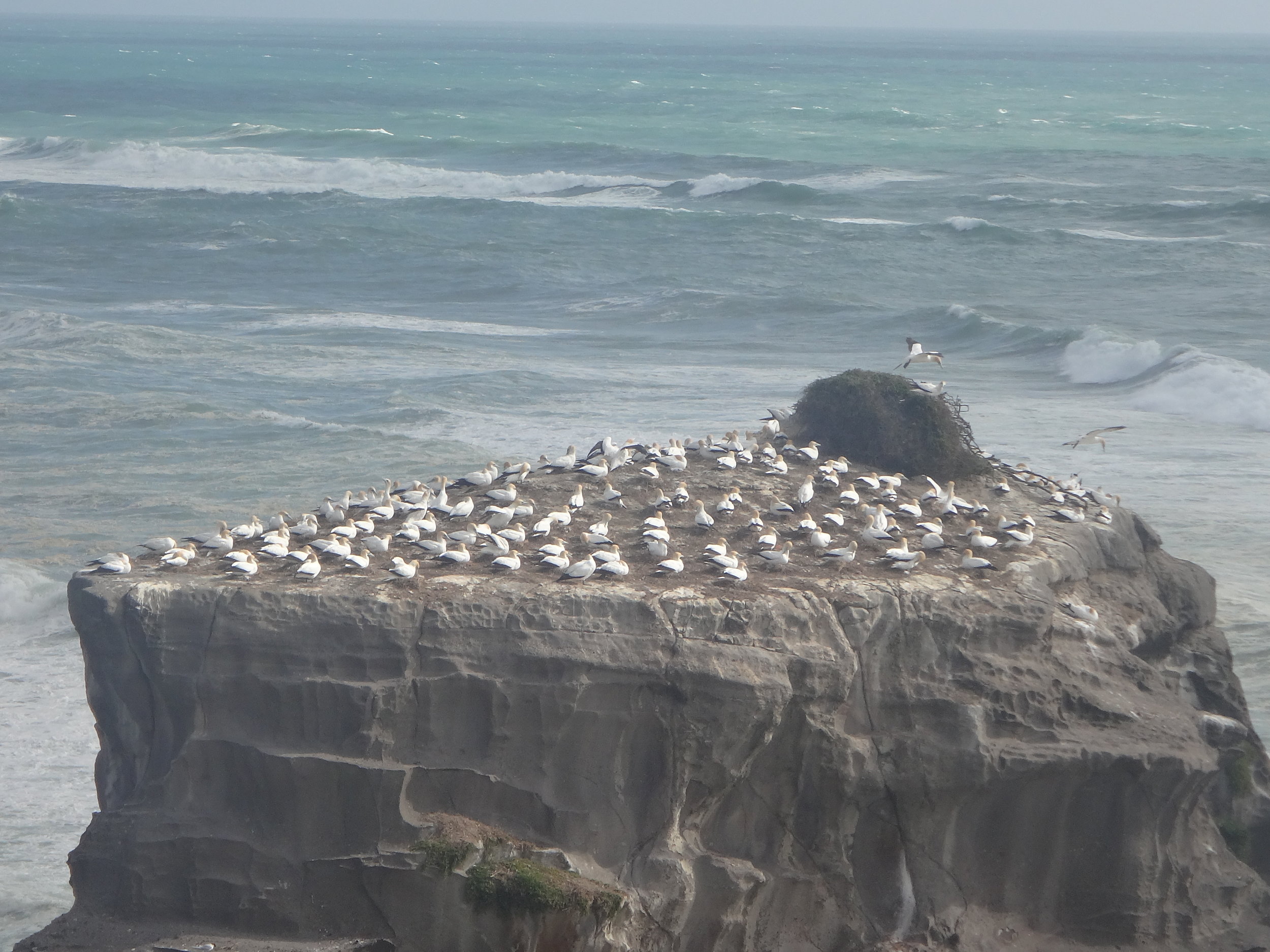 Muriwai Gannets.