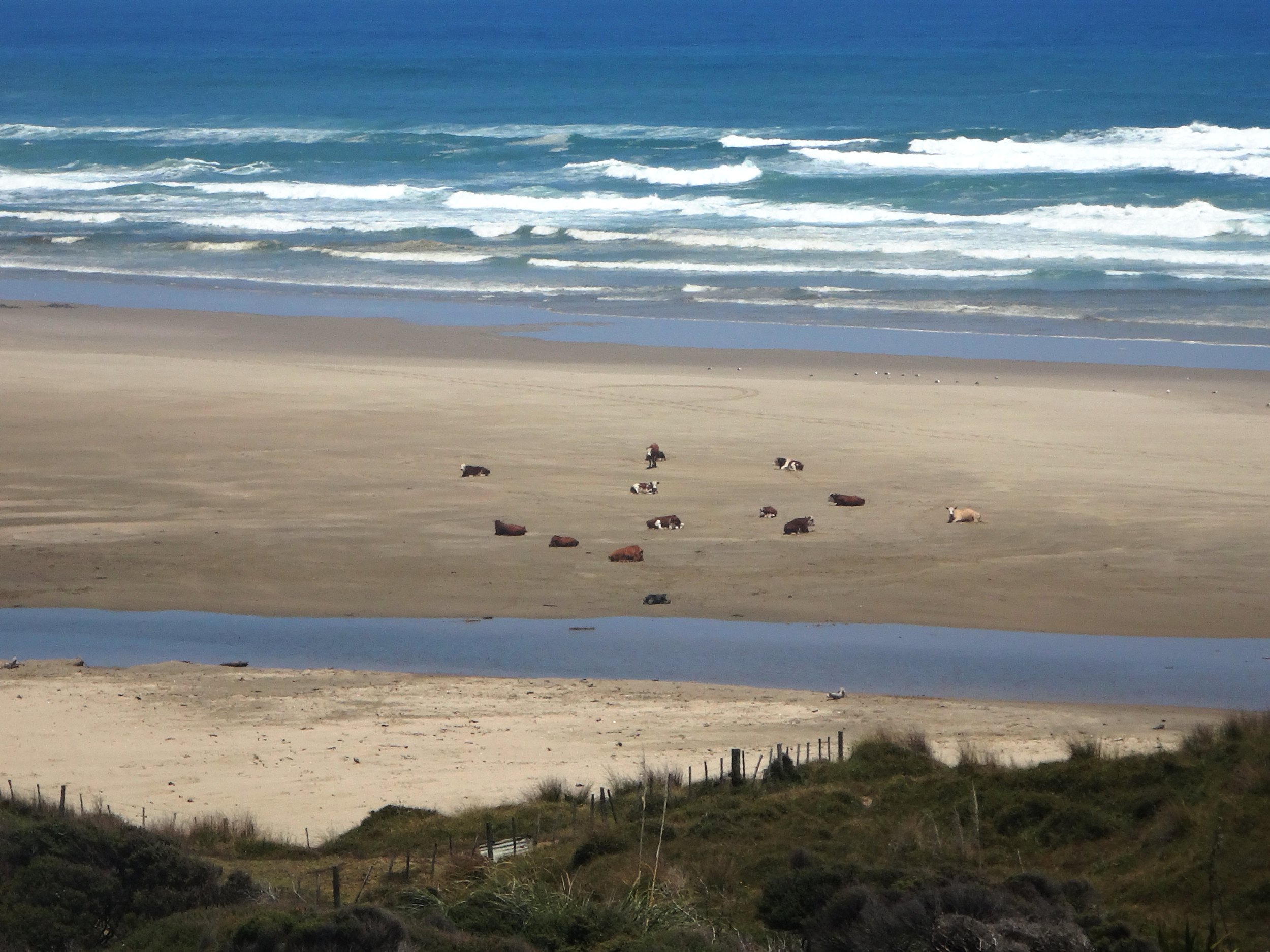 Sunbathing animals. Mitimiti Beach.