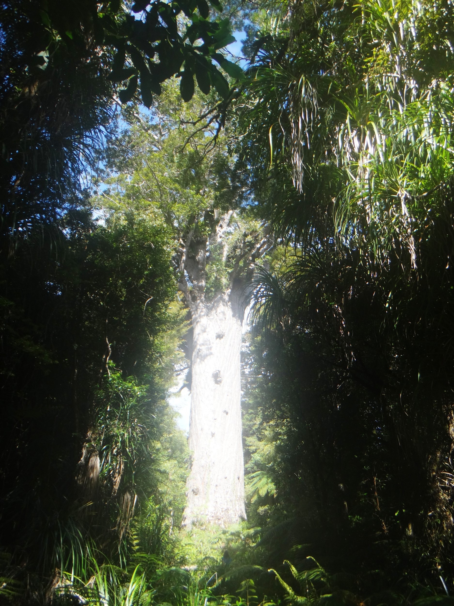 Lord of the Forest.