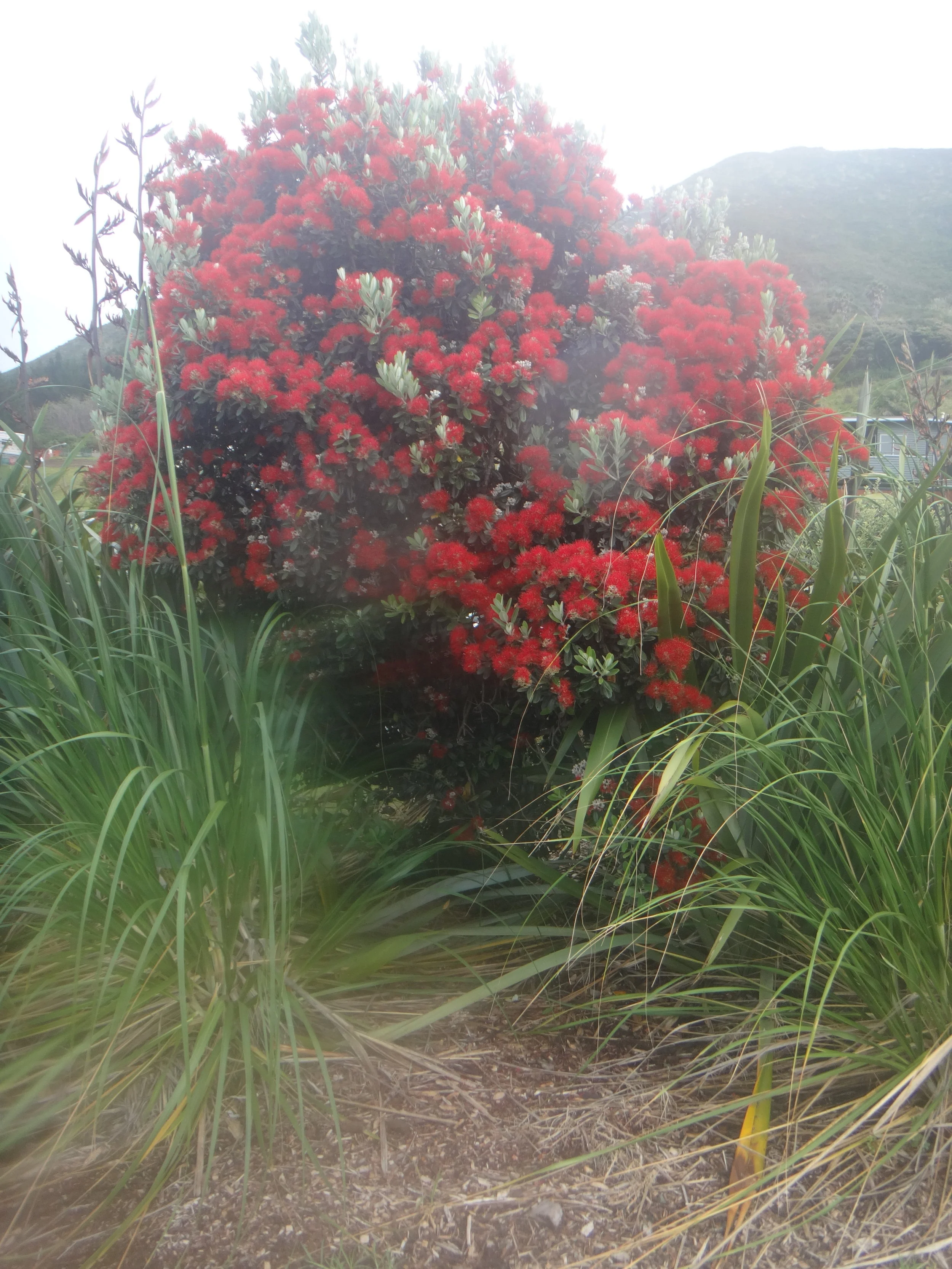 NZ Christmas tree.