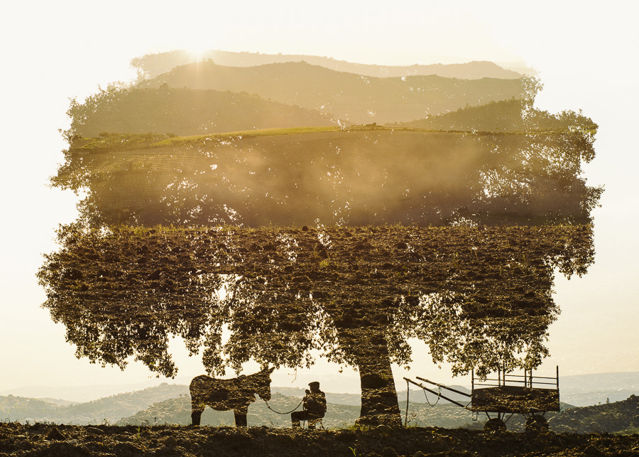 Miranda-Donkey-Farmer-Resting-Under-a-Cork-Tree.jpg