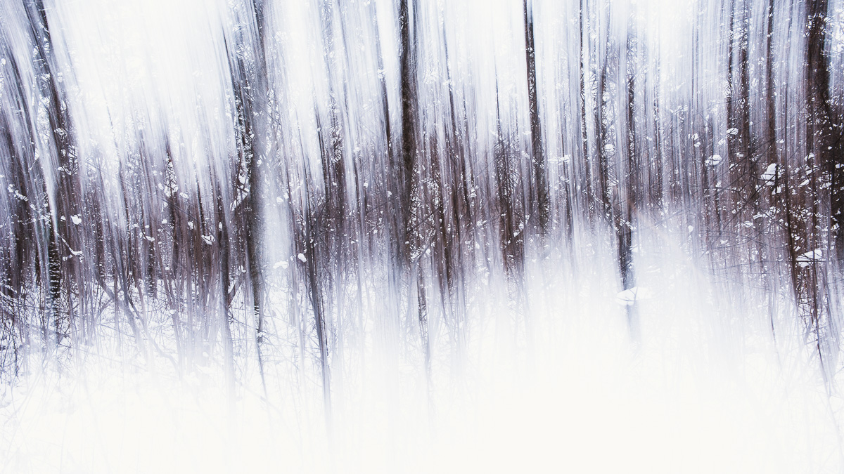 frost-forest.jpg