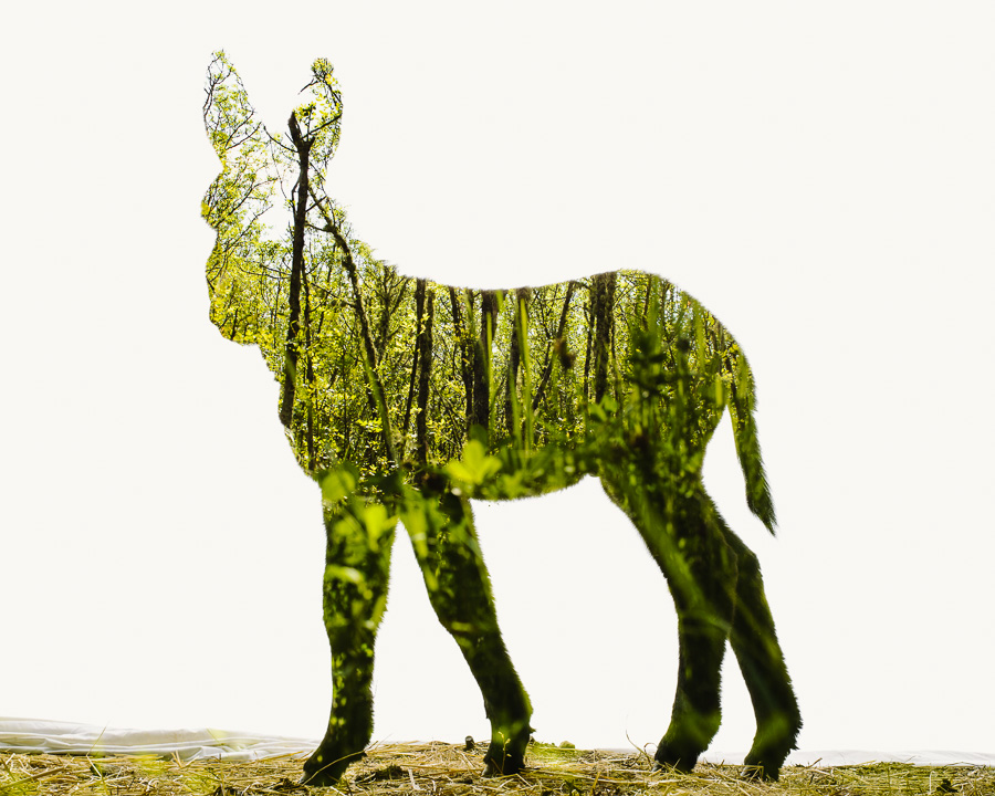 Miranda-Donkey-Foal-Ash-Trees-II1.jpg