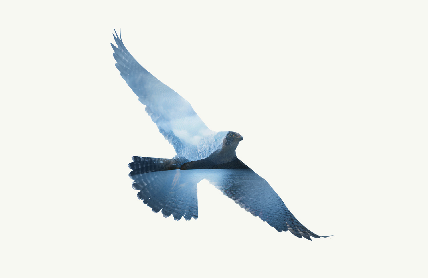 falcon-visual.jpg