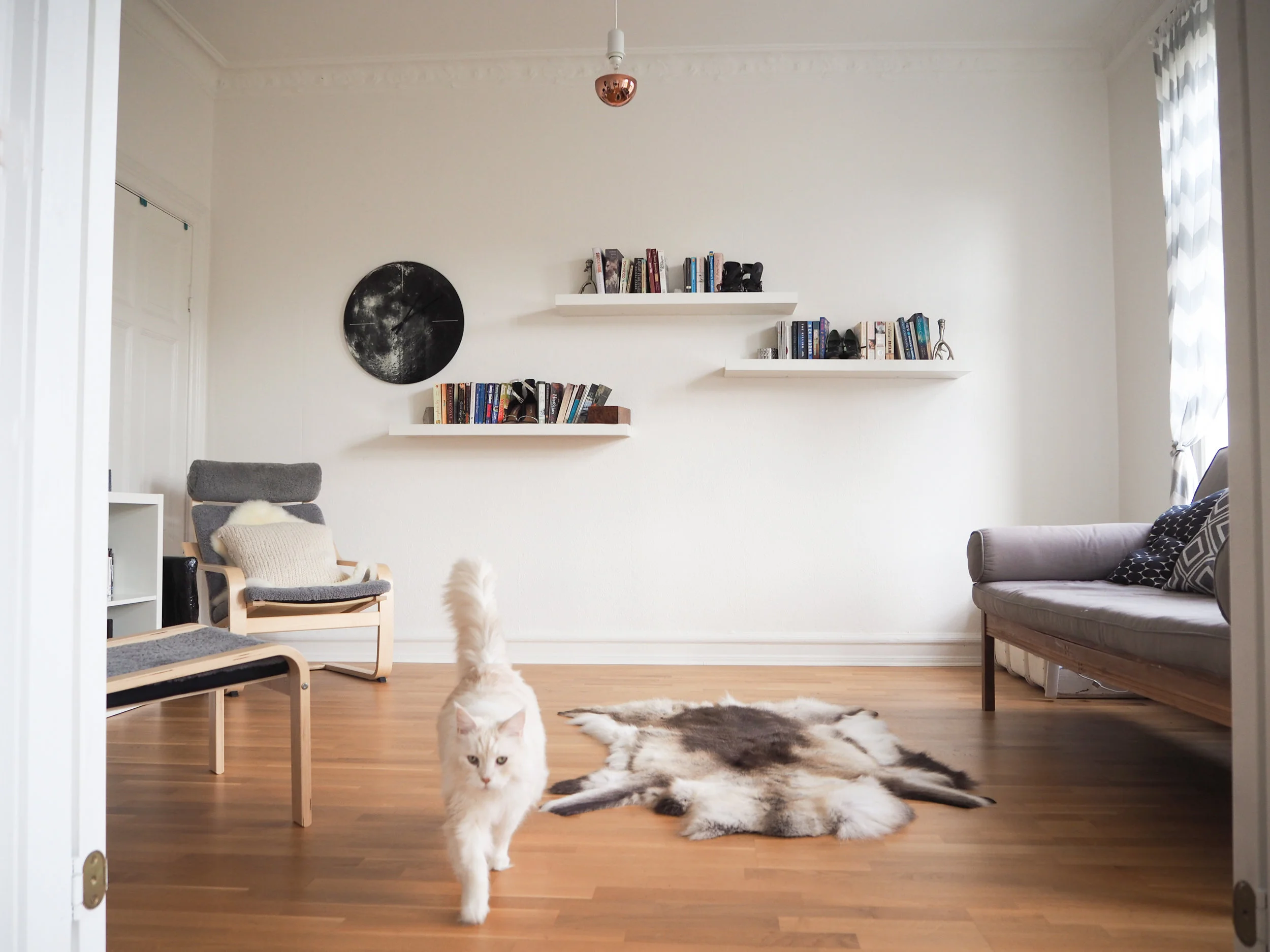 This is Dinah in your room when it was still a living room.