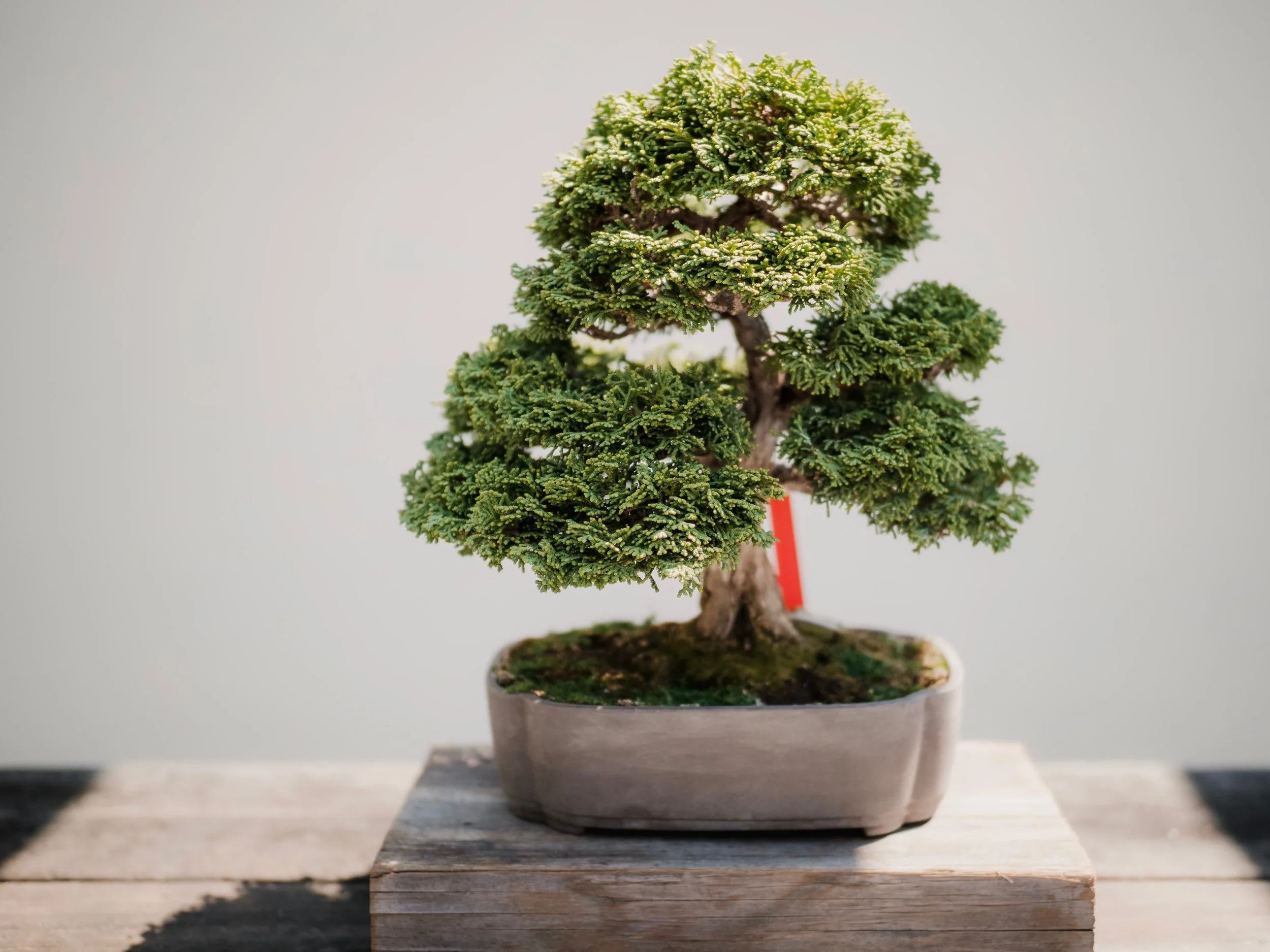 © Mark Tegethoff via Unsplash