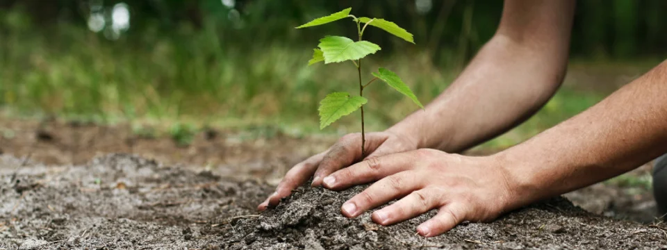 arbre-laval-plantation-arbre-laval-planter-un-arbre.jpg