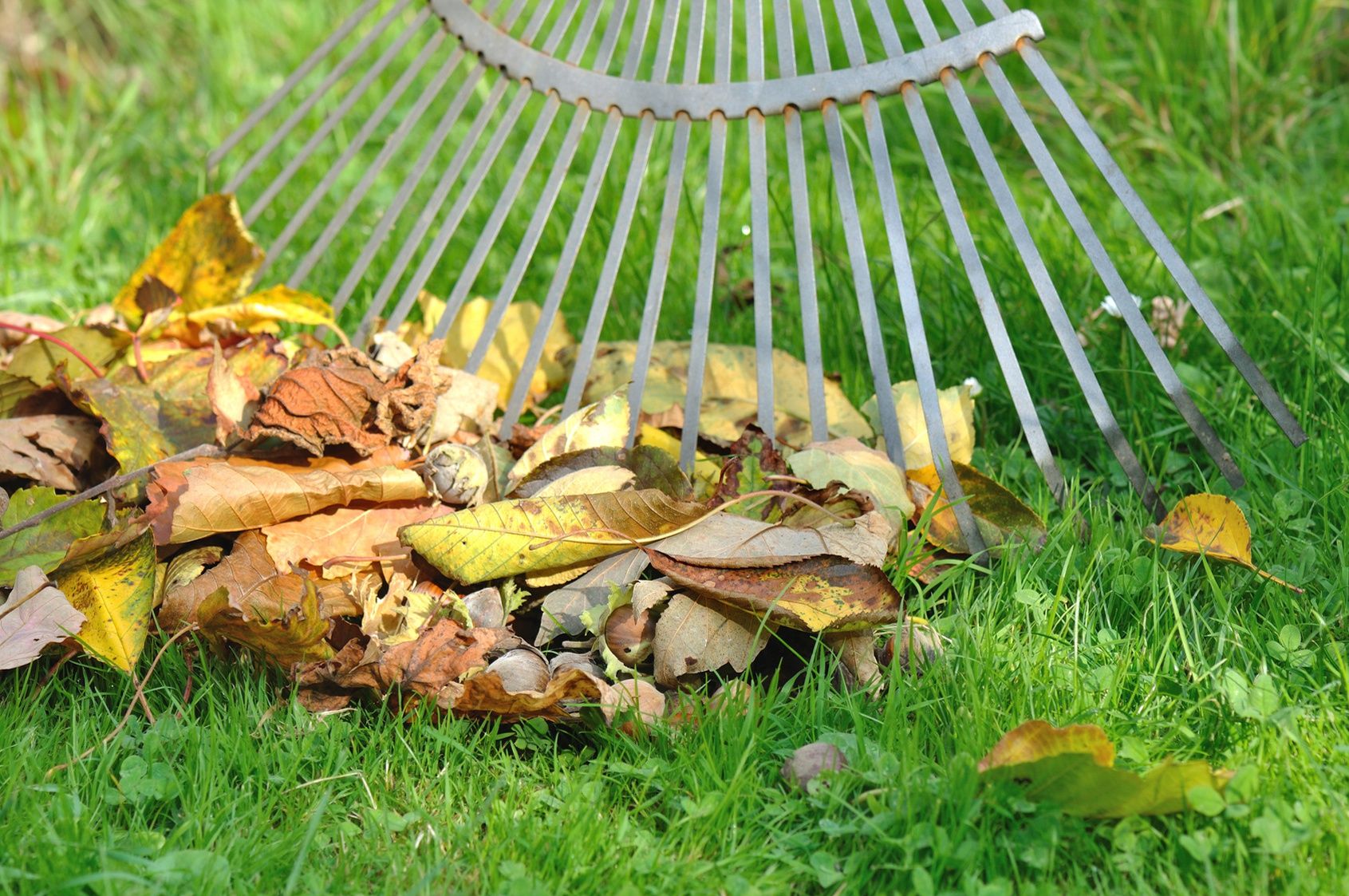 Faut-il ramasser les feuilles mortes ? — Lacroix Jardins