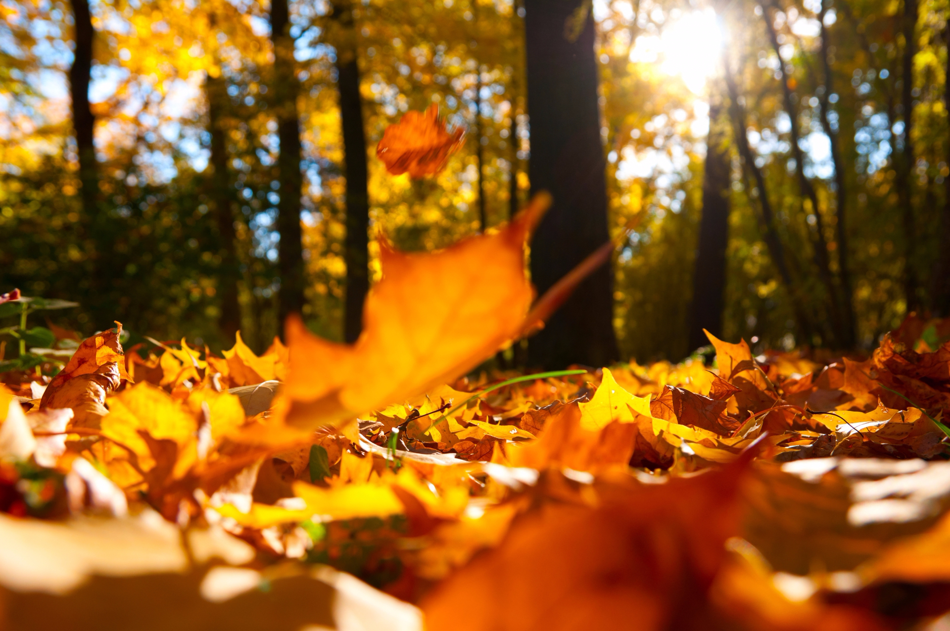 Feuilles oranges.jpeg