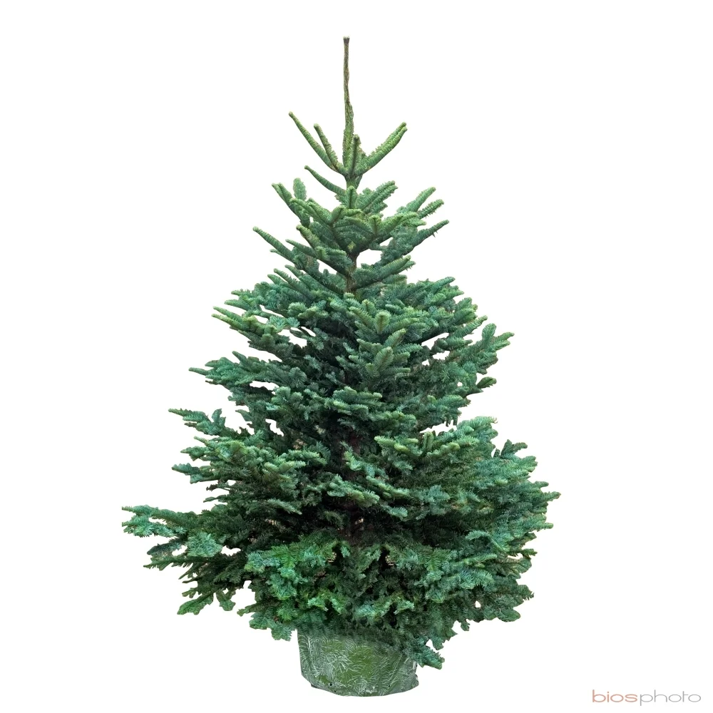 Comment bien choisir son sapin de Noël — Lacroix Jardins