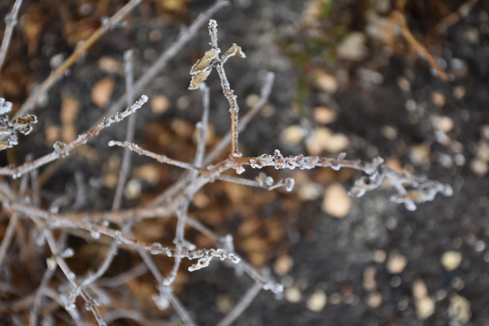 Quels sont les dangers de l'hiver sur votre jardin ?