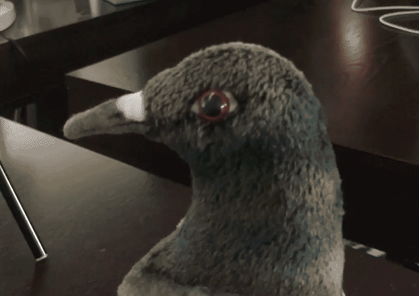 Demanding-Pigeon-2.gif
