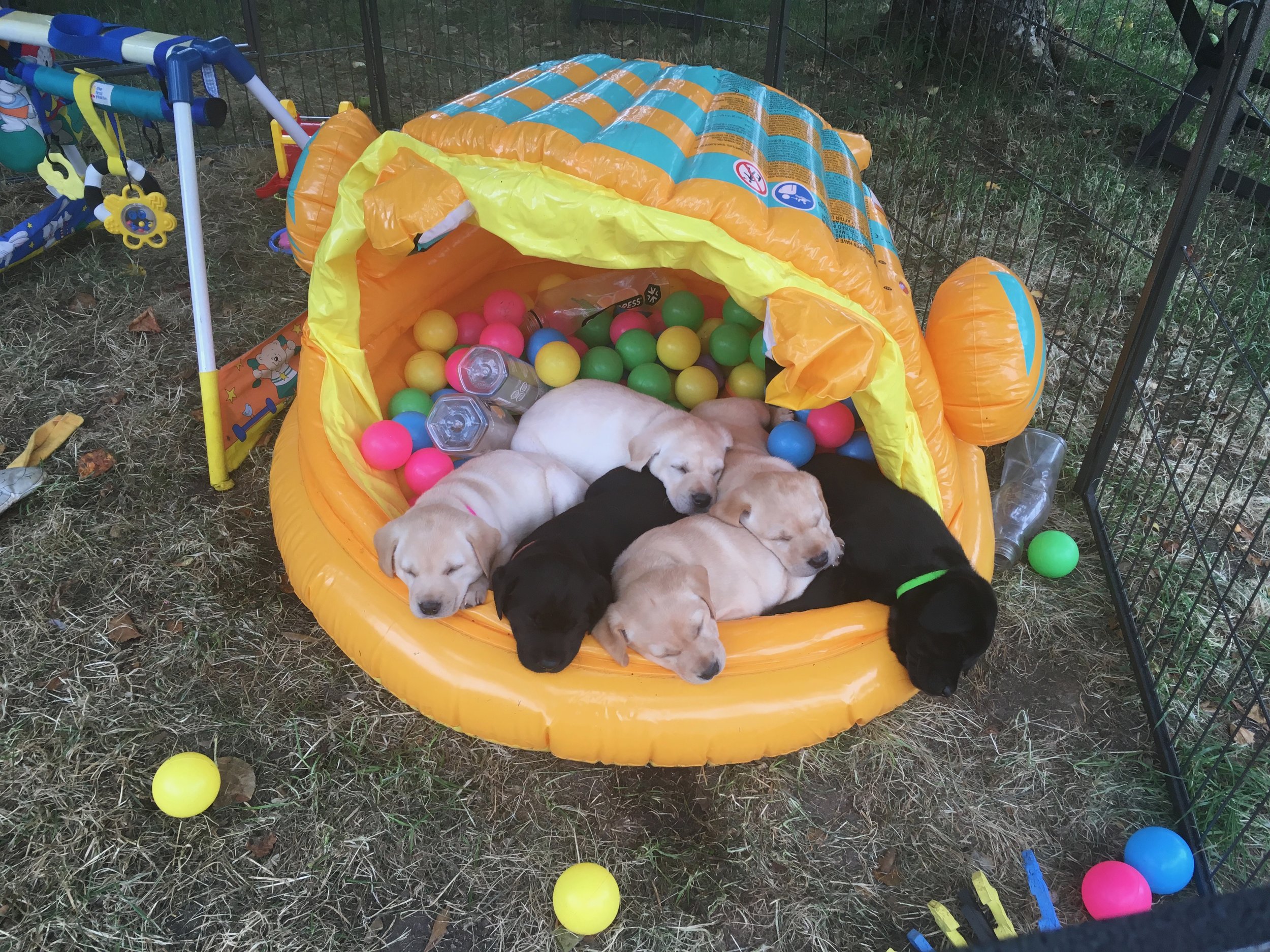 STIMULATING EXPERIENCES IN A BALL PIT
