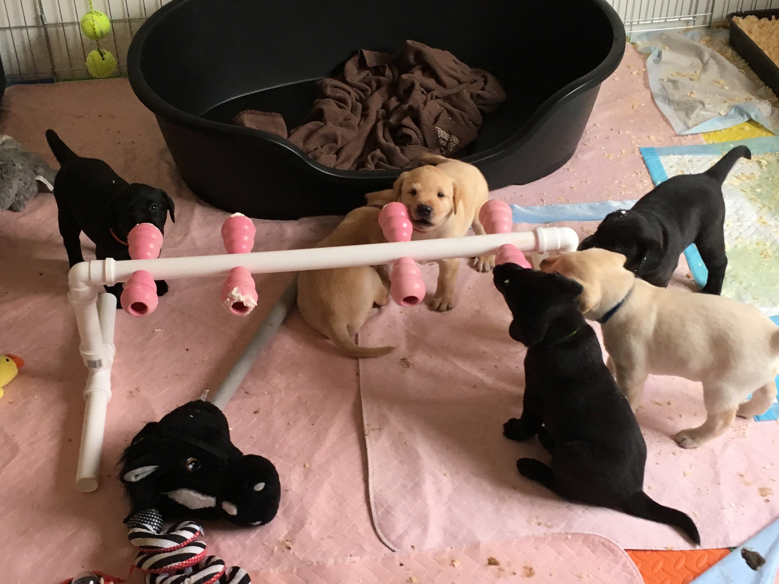 INTRODUCTION TO KONGS AND CHEW TOYS
