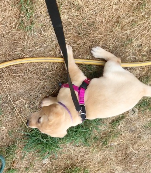 INTRODUCTION TO LEAD AND HARNESS AT 6WKS