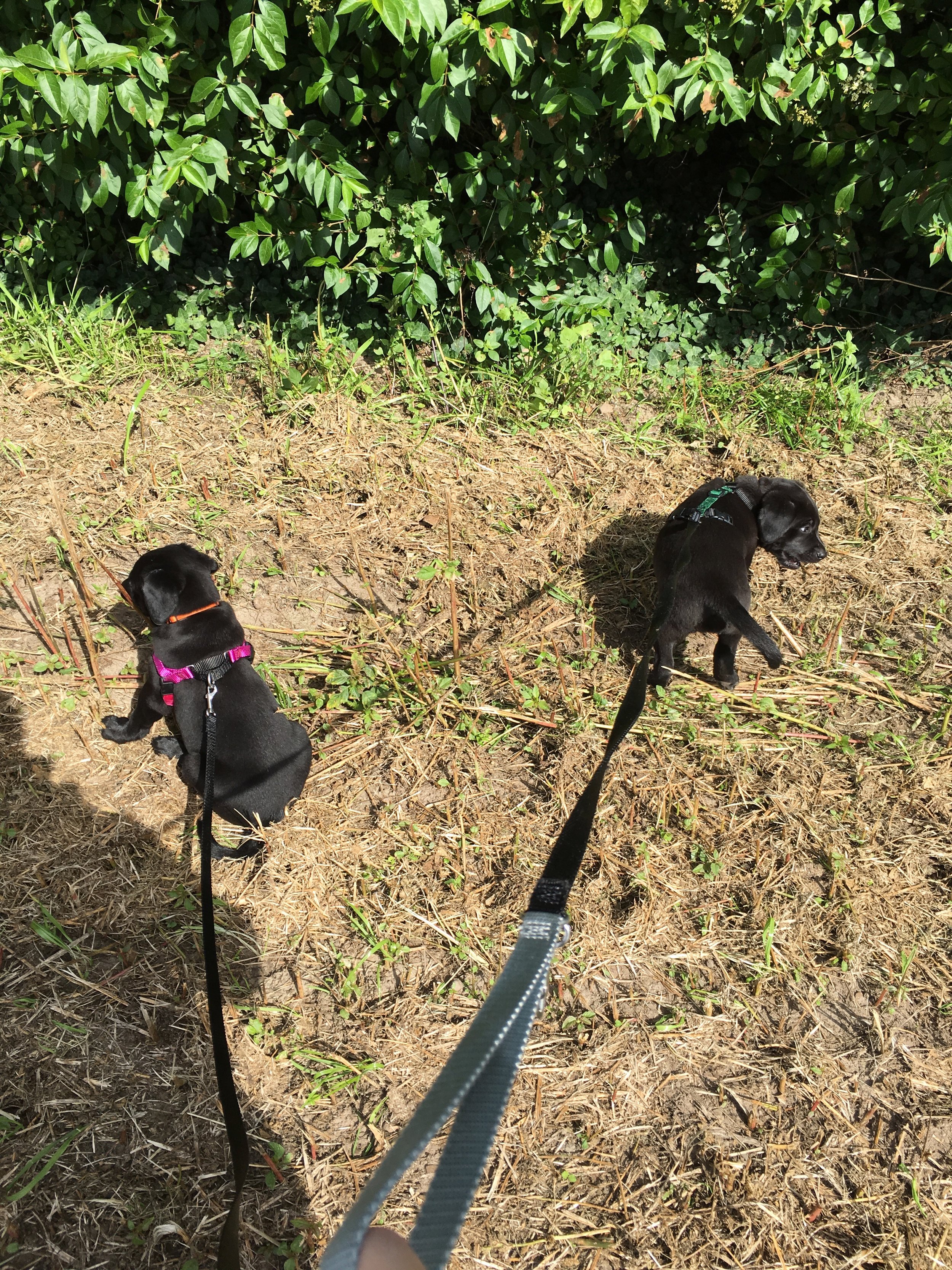 A WALK AROUND OUR PRIVATE FIELD, ON HARNESS AND LEASH, AT 6WKS