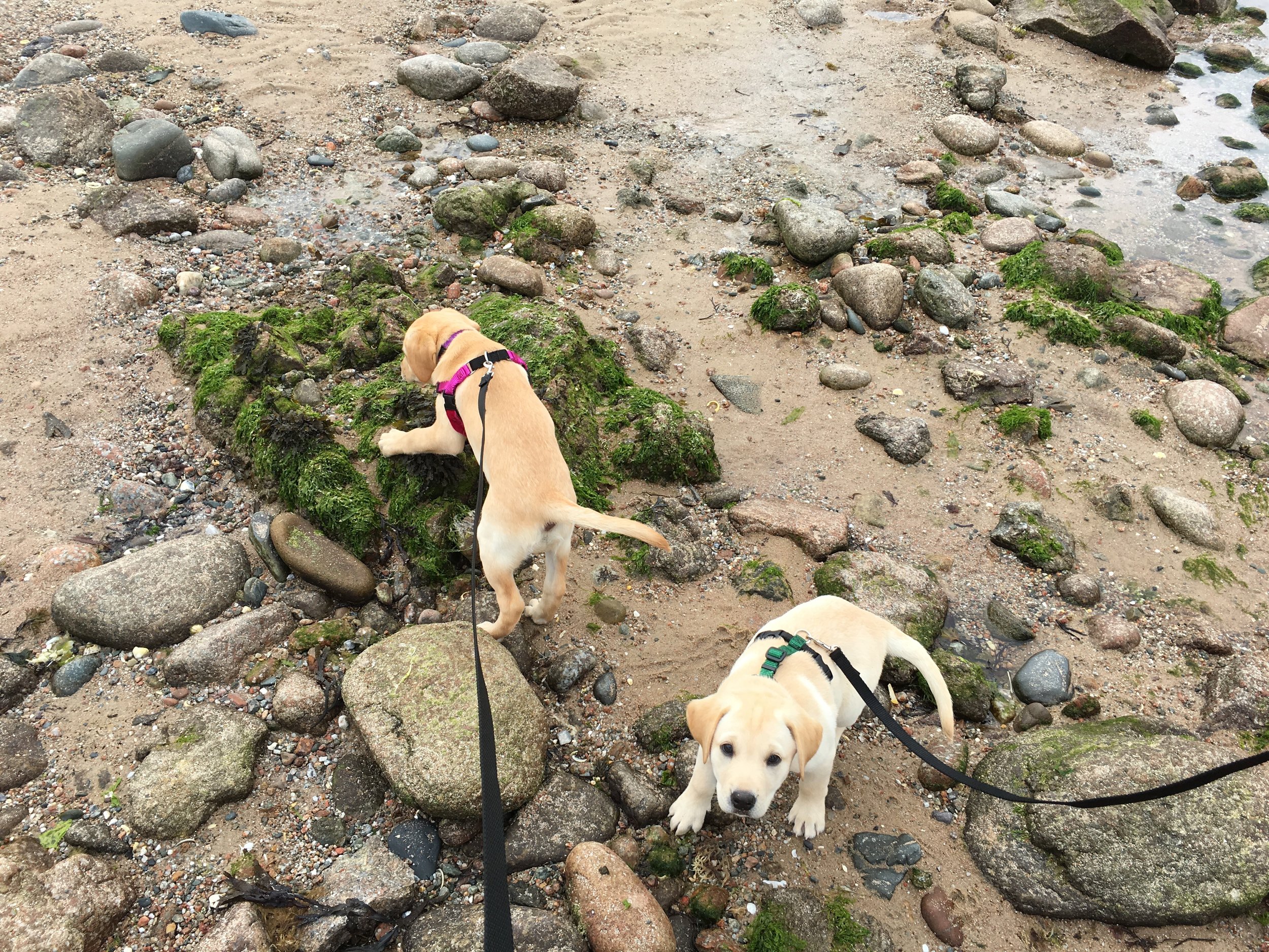 THE BEACH AT LOW TIDE, AT 7WKS